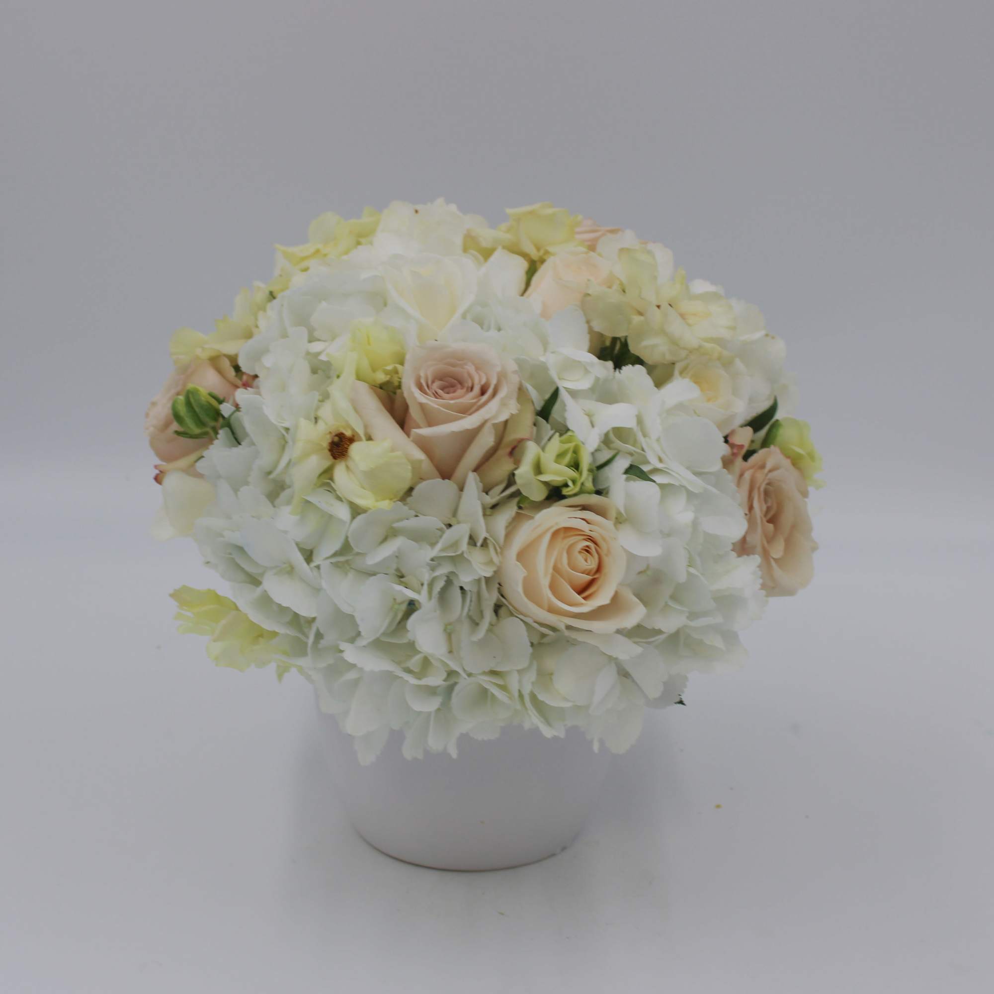 Like a hot Latte on a crisp fall morning, Latte is a