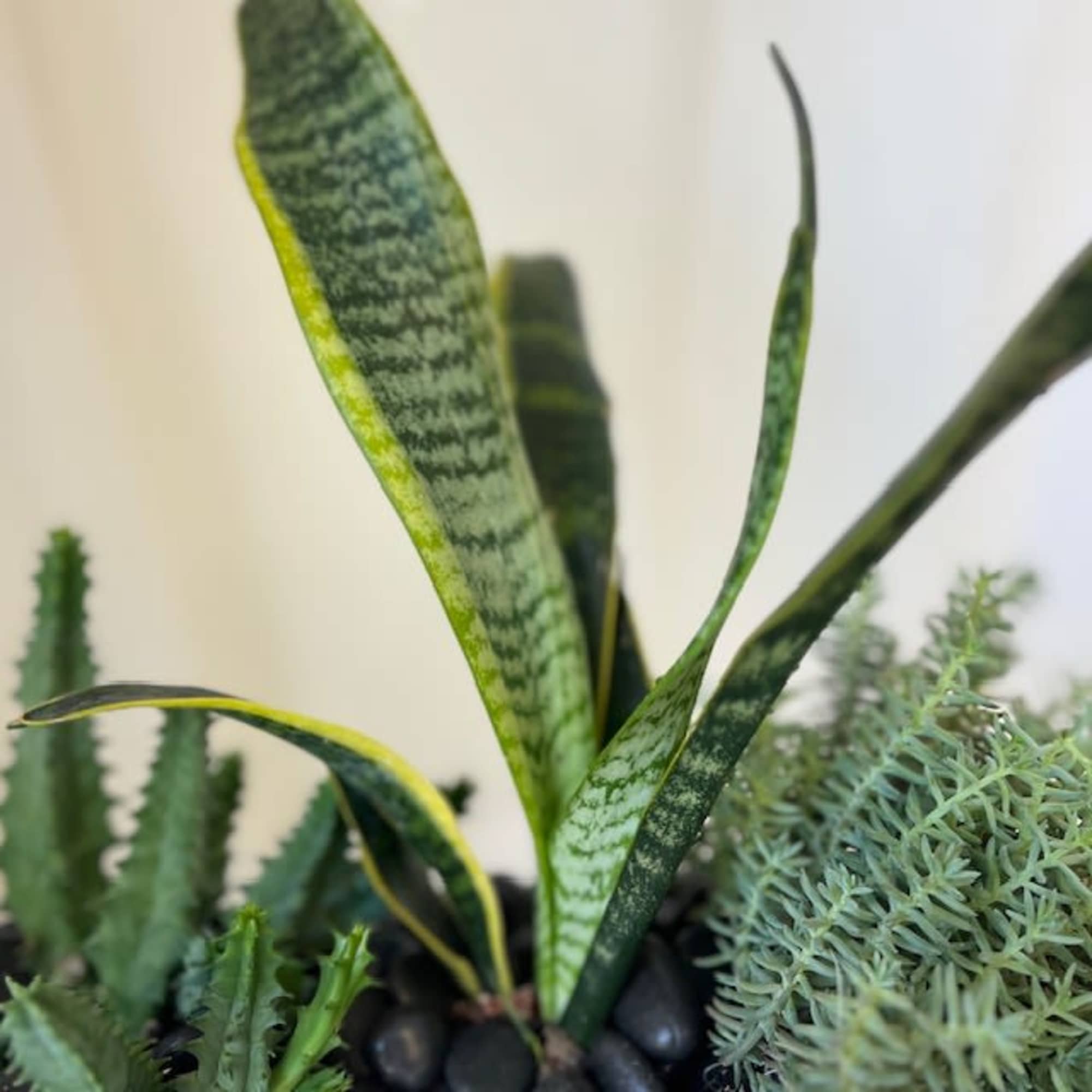 A beautiful mirror vase with 3 succulents planted in them. This is A beautiful mirror vase with 3 succulents planted in them. This is