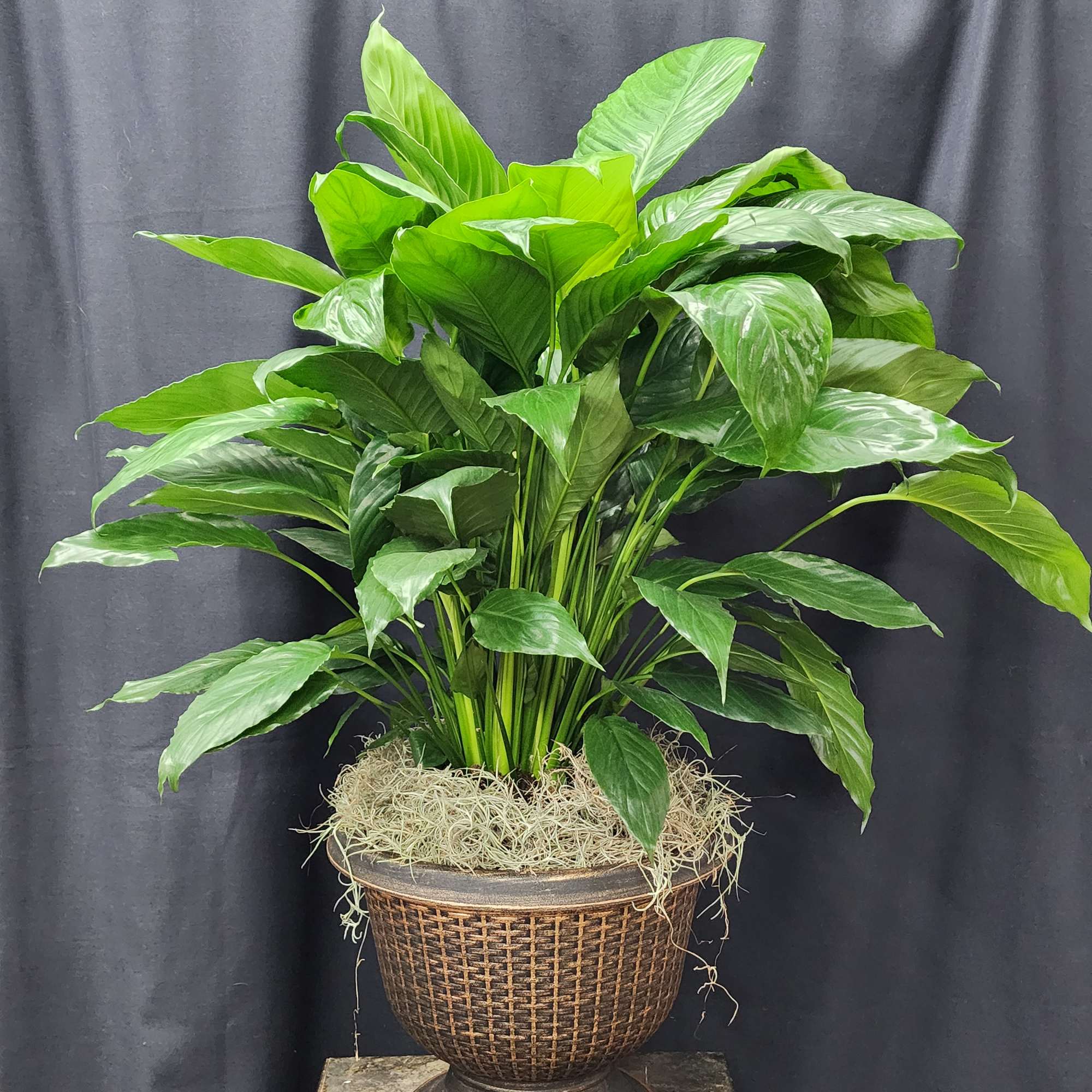 A beautiful large peace lily potted in a  classic urn. Makes