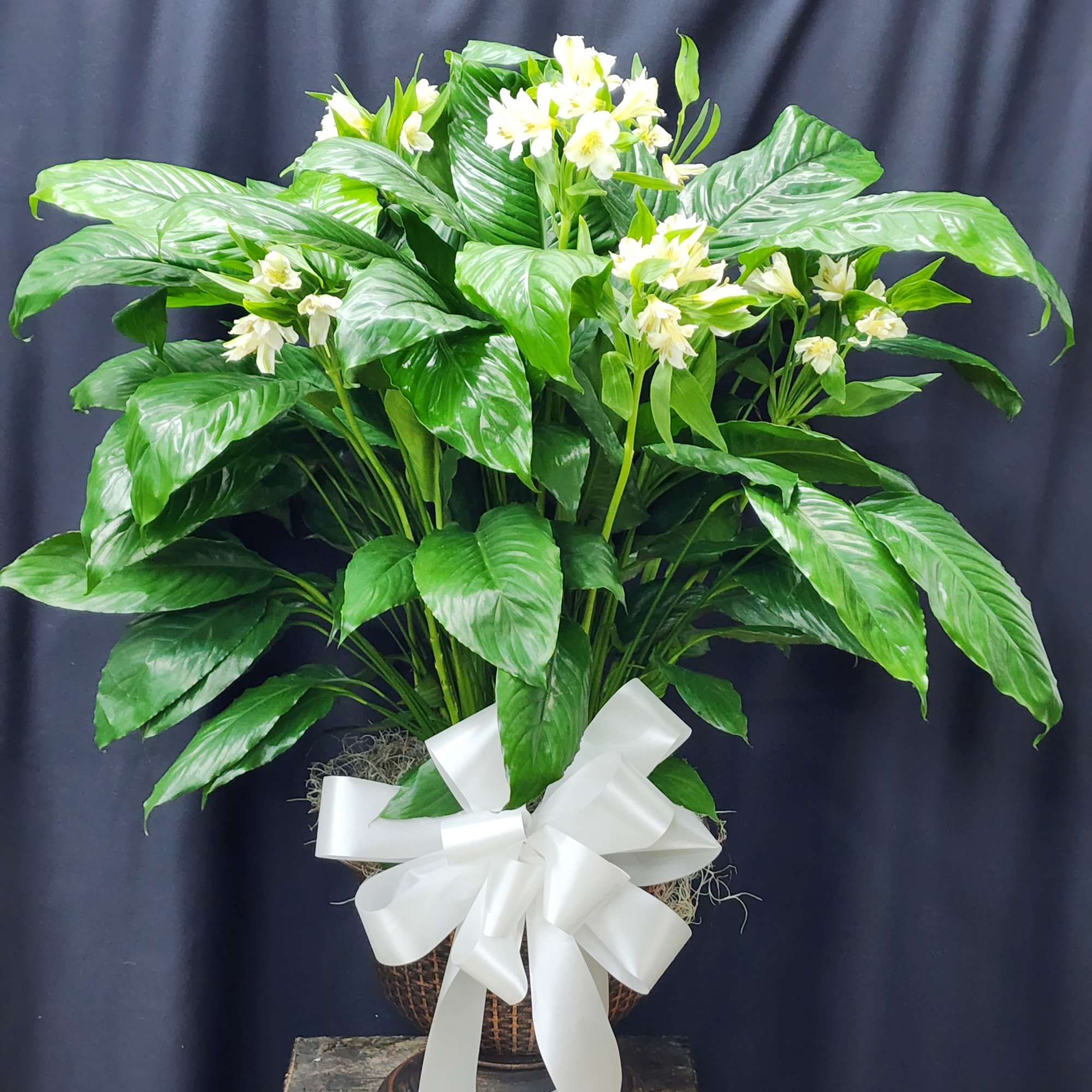 A beautiful large peace lily potted in a  classic urn. Makes