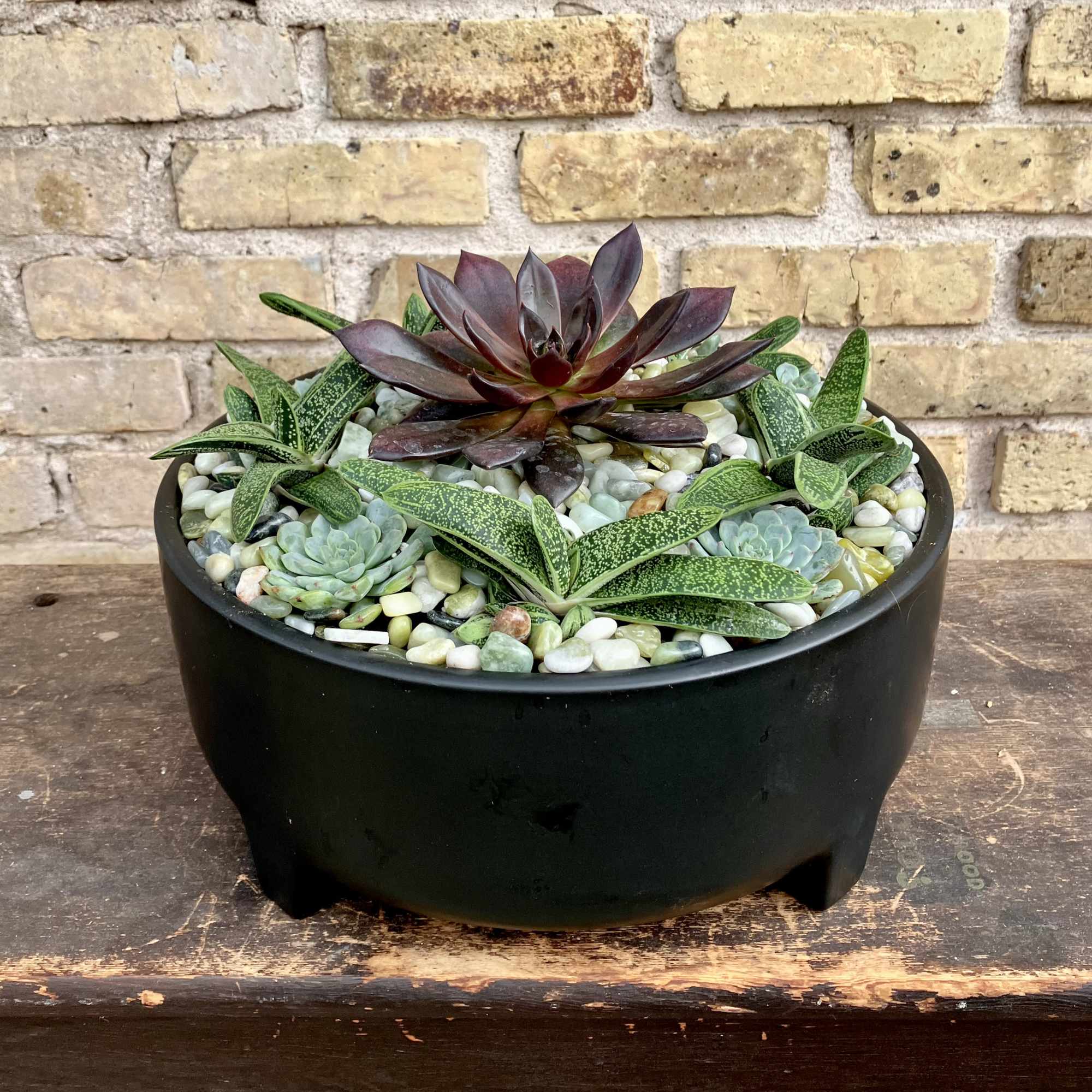 Display of Echeveria and Other Succulents Make
This a Great Gift. Succulent Garden