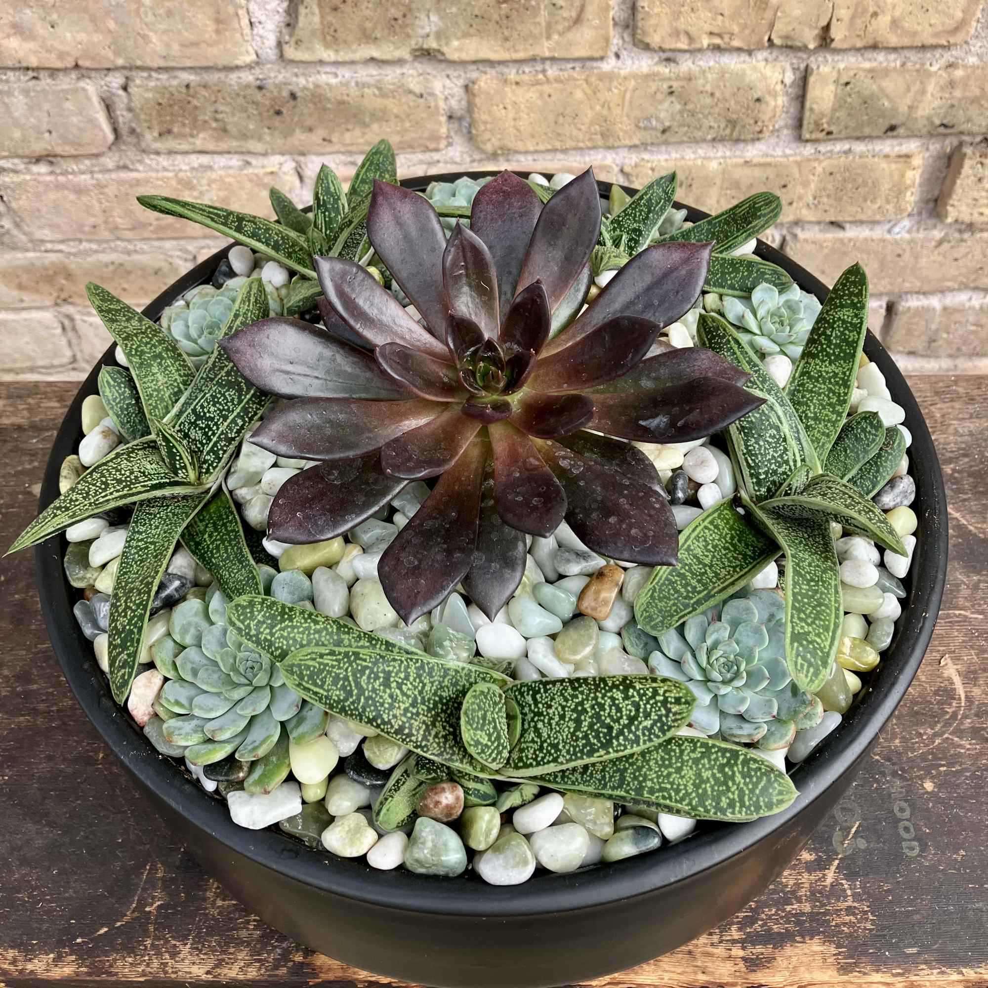 Display of Echeveria and Other Succulents Make
This a Great Gift. Succulent Garden