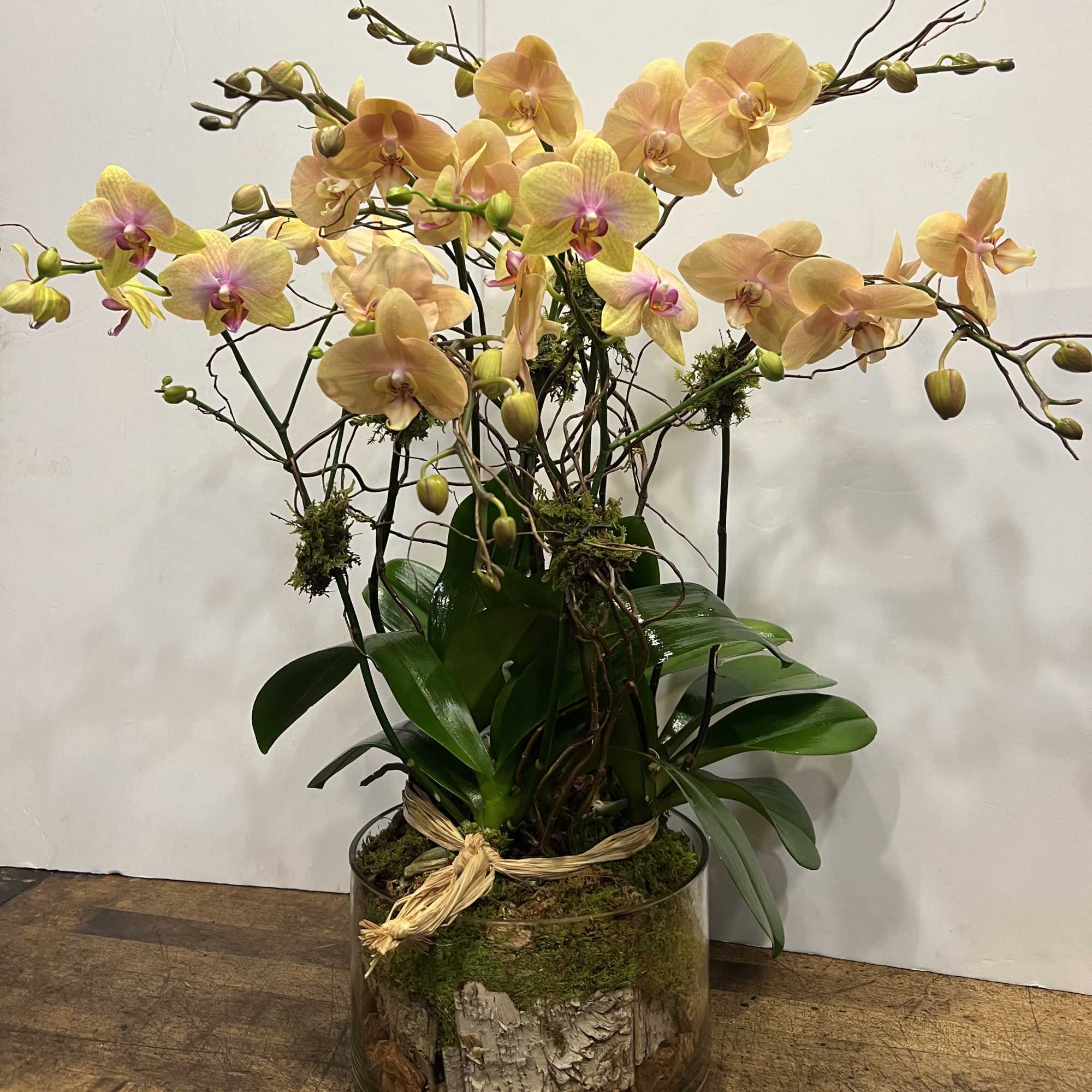 Eight long draping stem phalaenopsis orchid decorated with three caps of green Eight long draping stem phalaenopsis orchid decorated with three caps of green