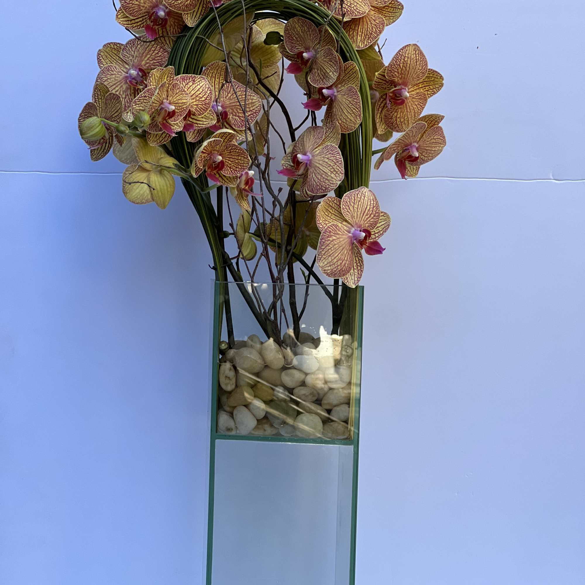 Elegant display of 4 stems long draping phalaenopsis orchid captured by Australian Elegant display of 4 stems long draping phalaenopsis orchid captured by Australian