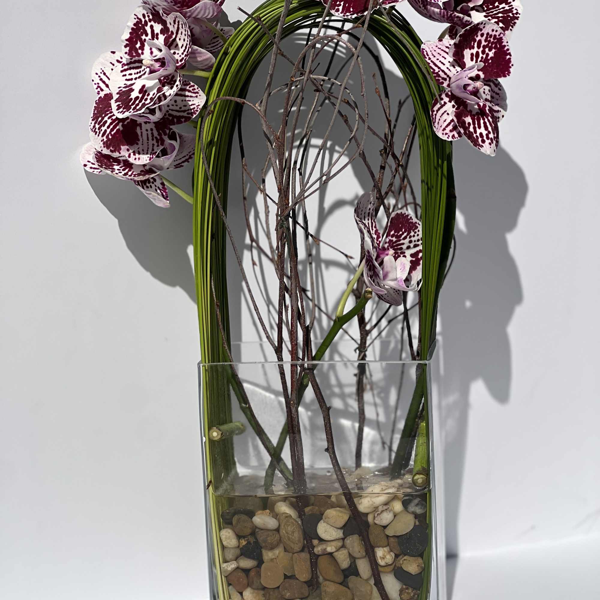 Elegant display of cut stem white orchid phalaenopsis captured by Australian flexi Elegant display of cut stem white orchid phalaenopsis captured by Australian flexi