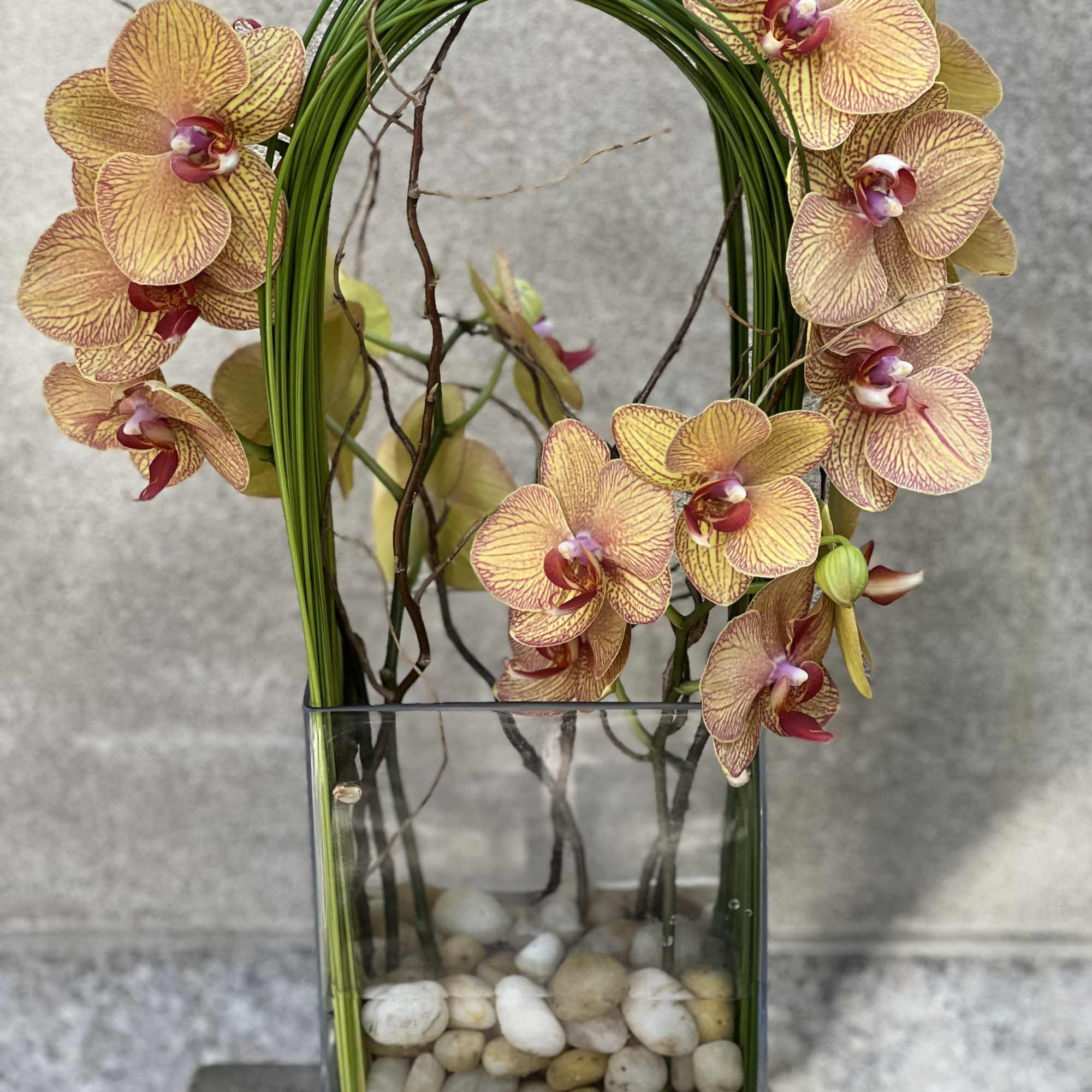 Elegant display of cut stem white orchid phalaenopsis captured by Australian flexi Elegant display of cut stem white orchid phalaenopsis captured by Australian flexi