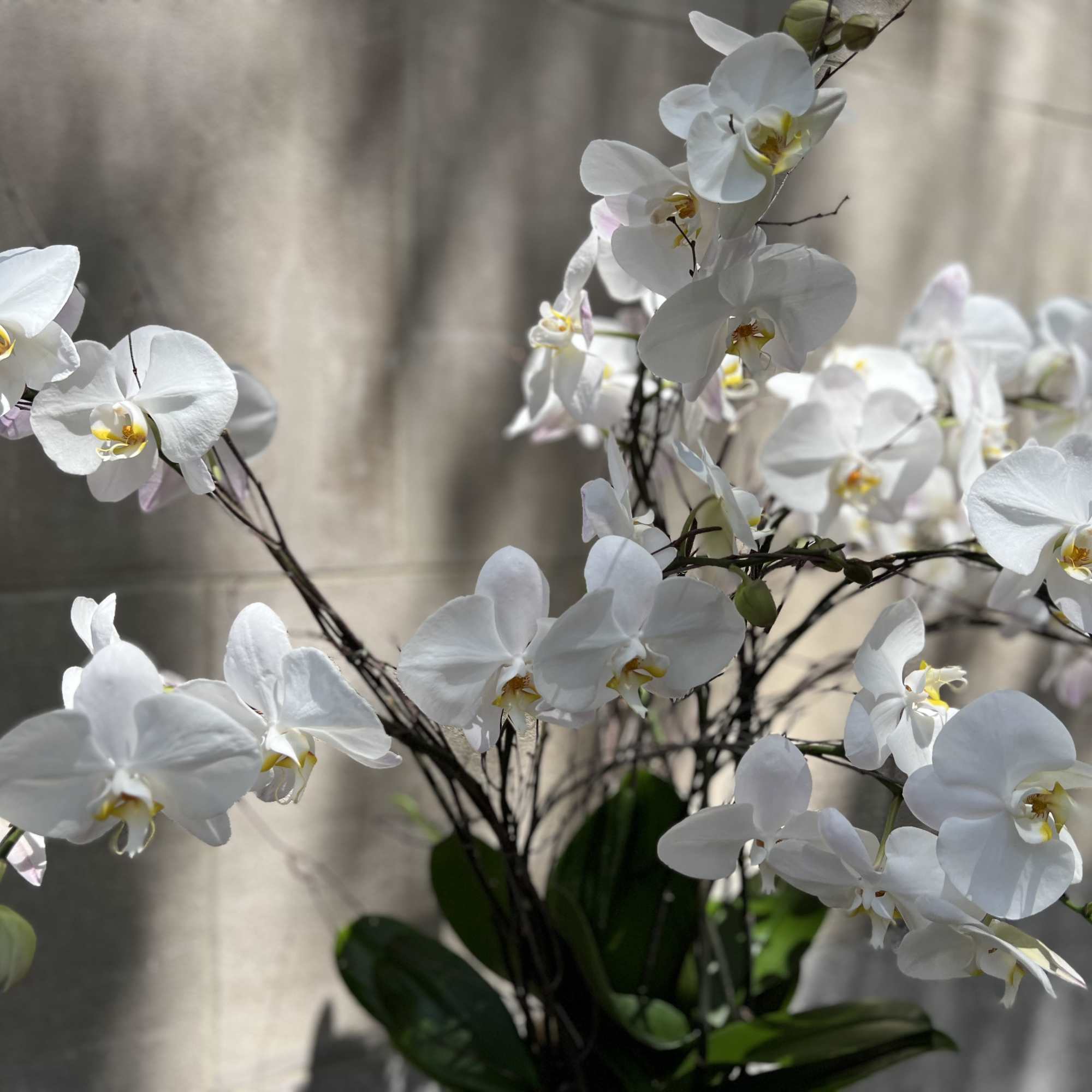 Features a white orchid planter set in a low round glass container Features a white orchid planter set in a low round glass container