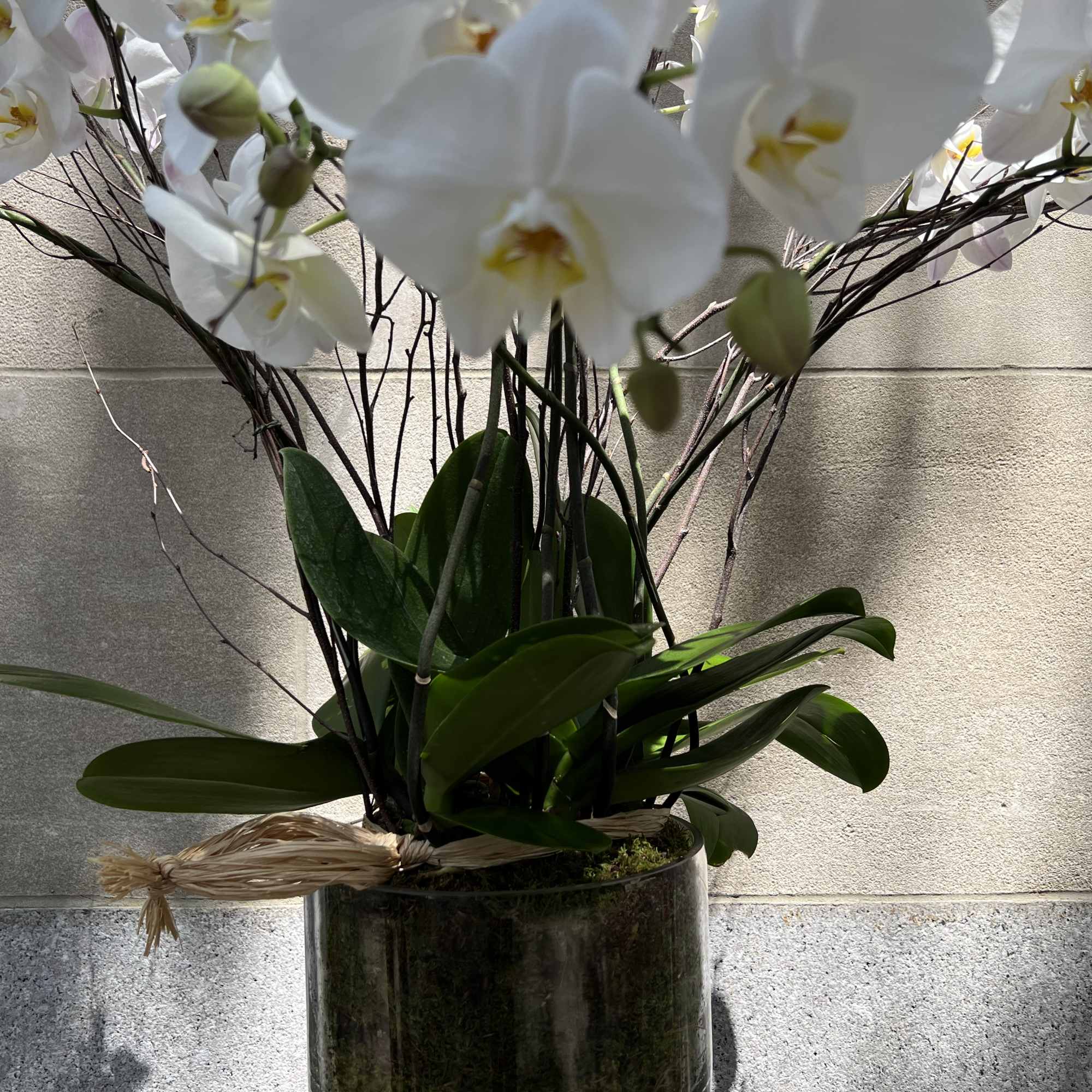 Features a white orchid planter set in a low round glass container Features a white orchid planter set in a low round glass container