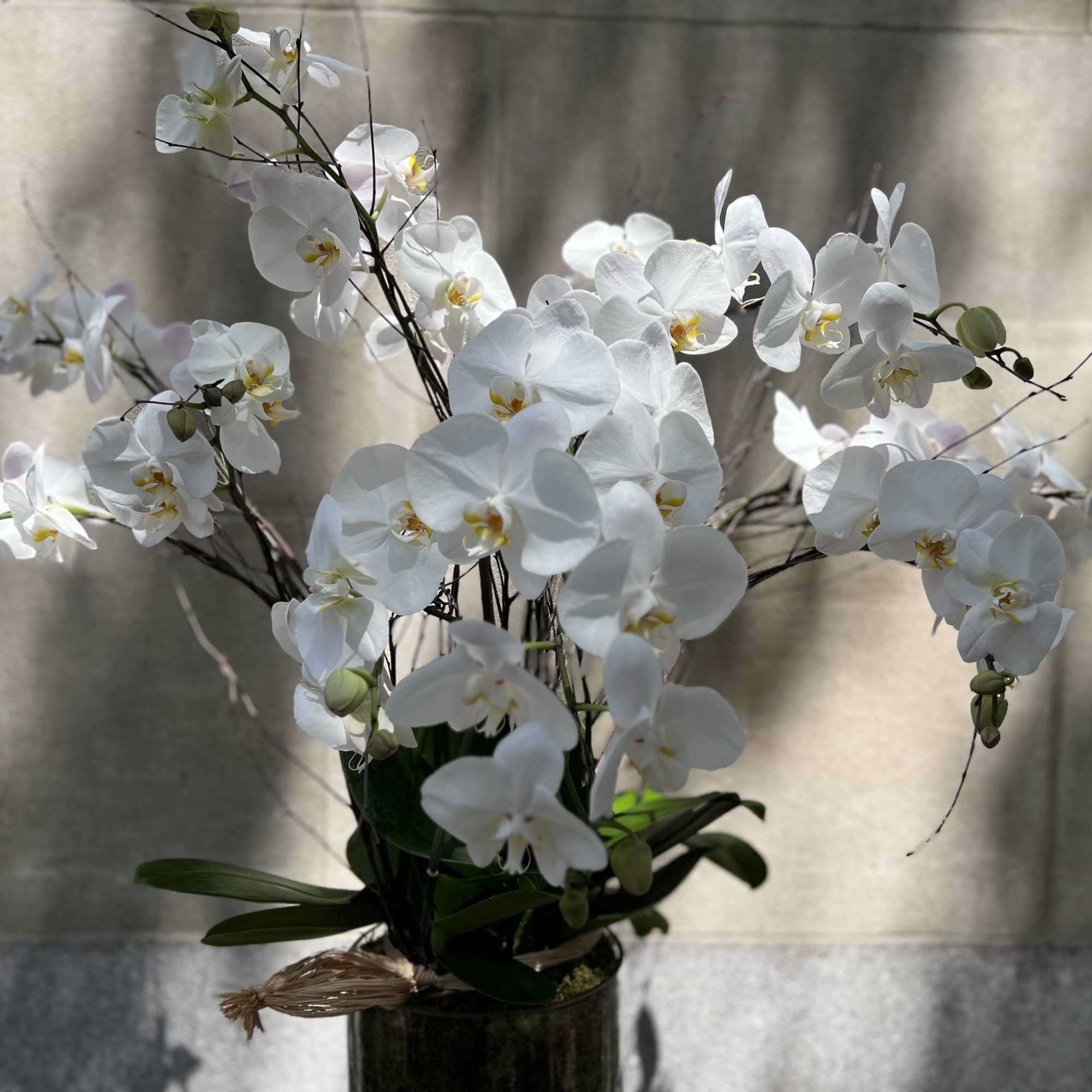 Features a white orchid planter set in a low round glass container Features a white orchid planter set in a low round glass container