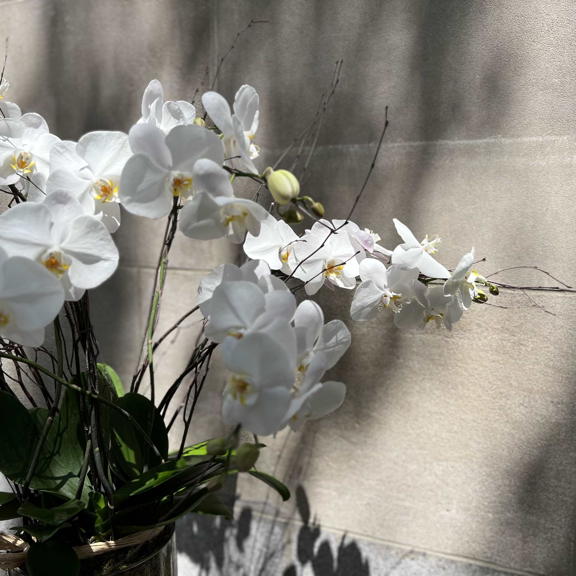 Features a white orchid planter set in a low round glass container Features a white orchid planter set in a low round glass container