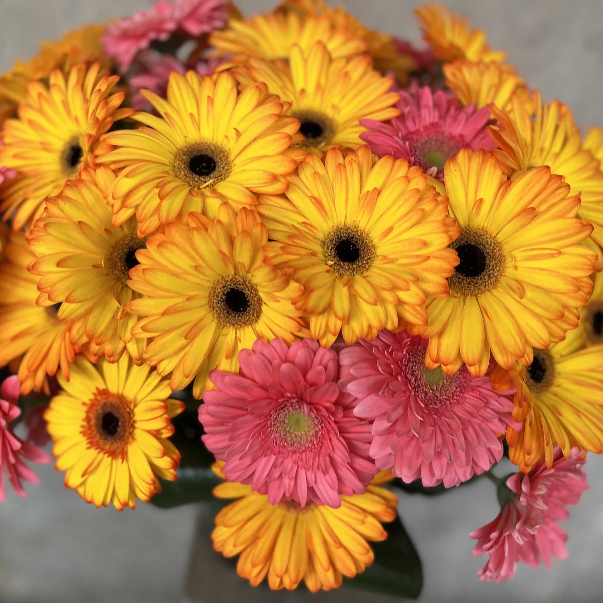 Low and full Gerber Daisy&#039;s floral art design, created with the highest