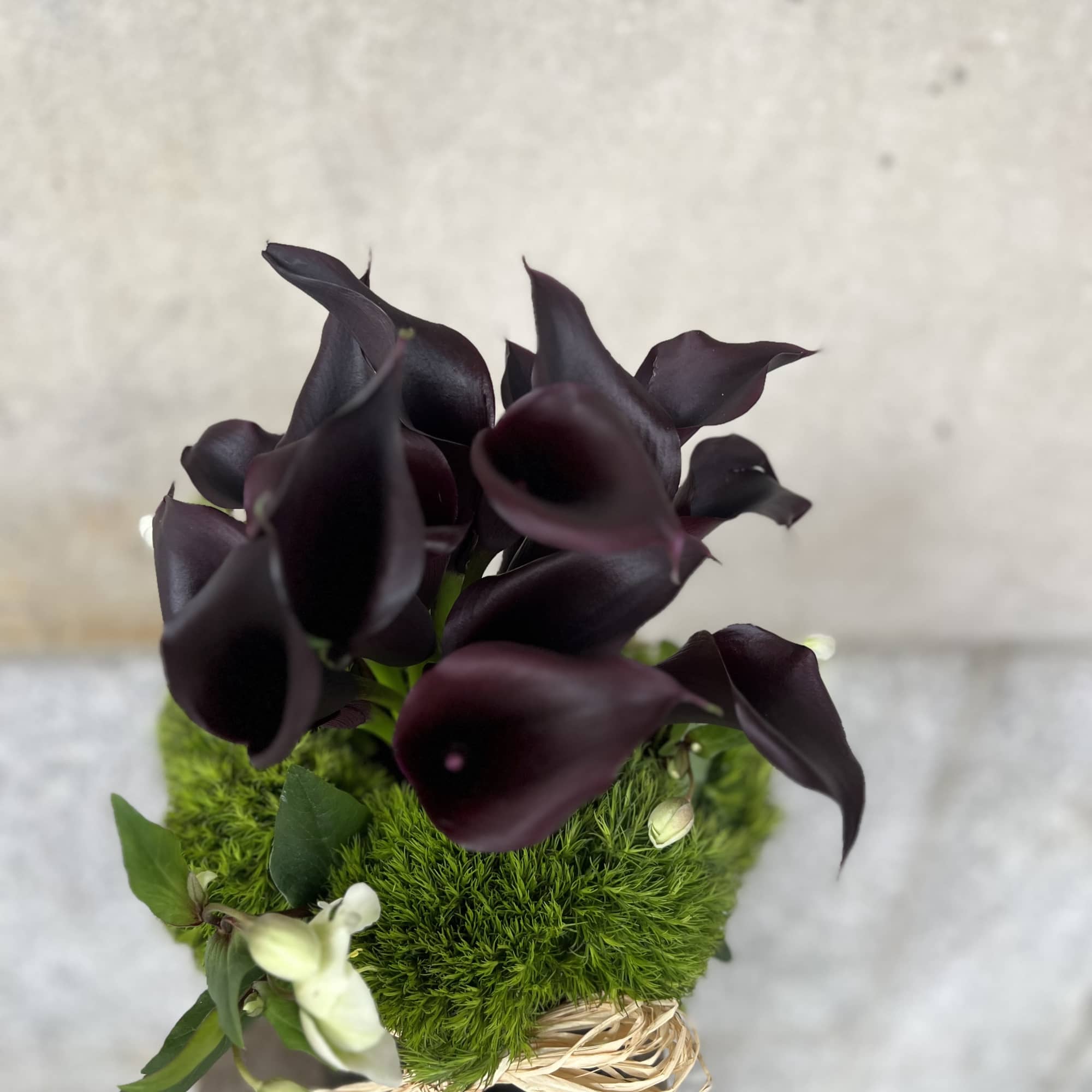 Clean, Elegant eggplant color calla lily's  that are the Ultimate in Clean, Elegant eggplant color calla lily's  that are the Ultimate in