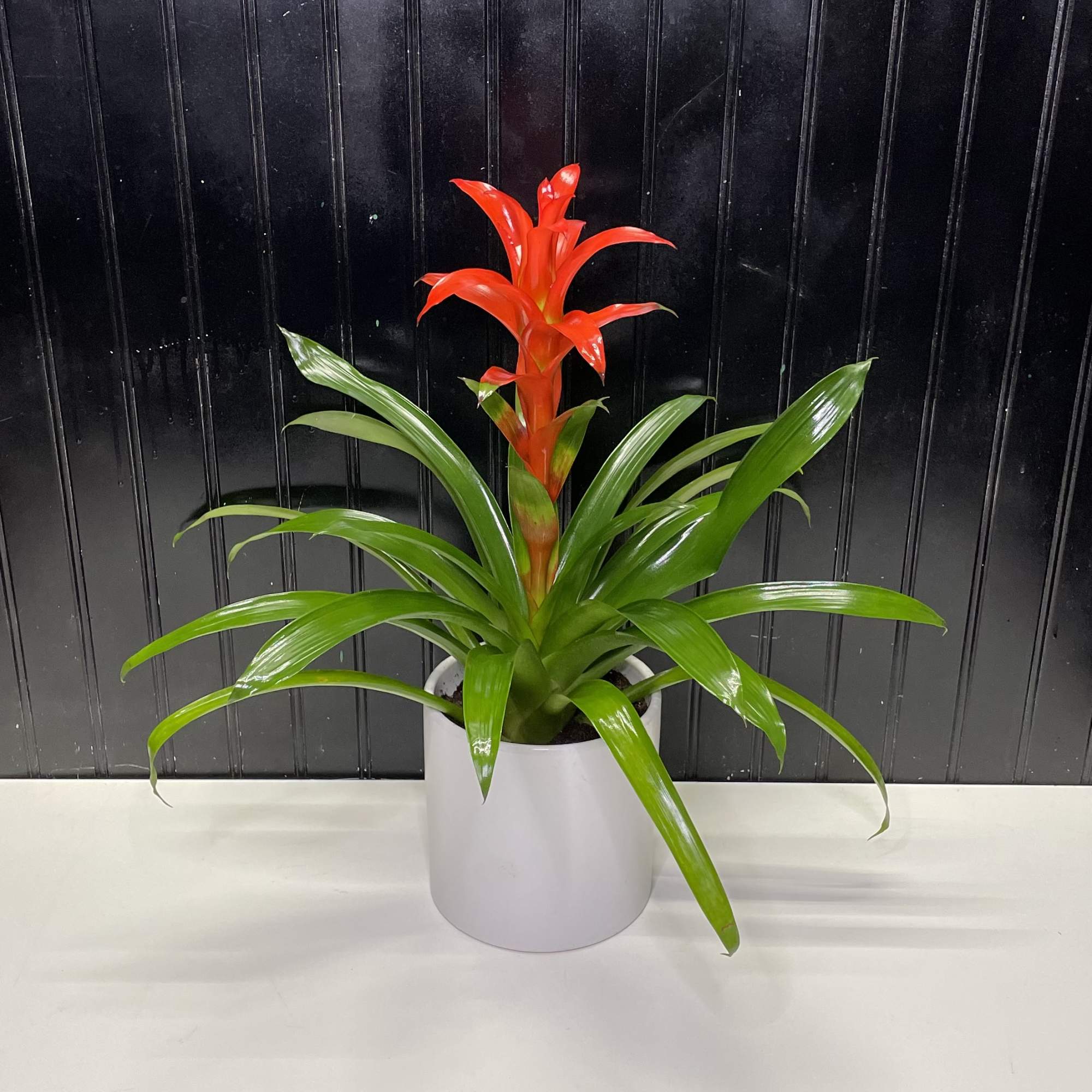 Bromeliads are one of the best tropical plants to grow in your