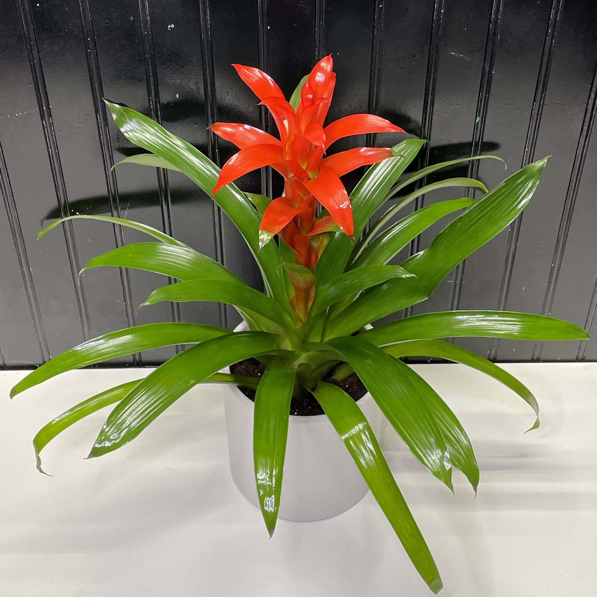 Bromeliads are one of the best tropical plants to grow in your