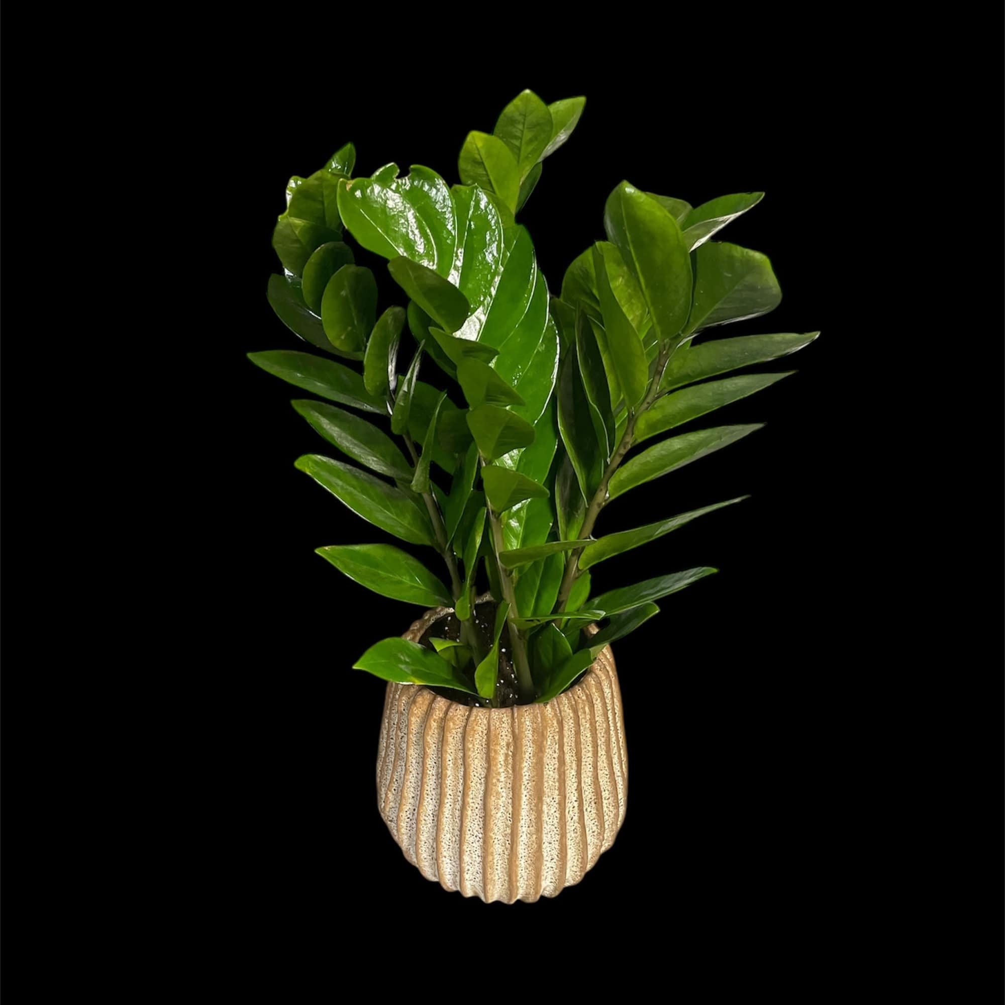The ZZ plant is known for its thick, beautiful, waxy green leaves