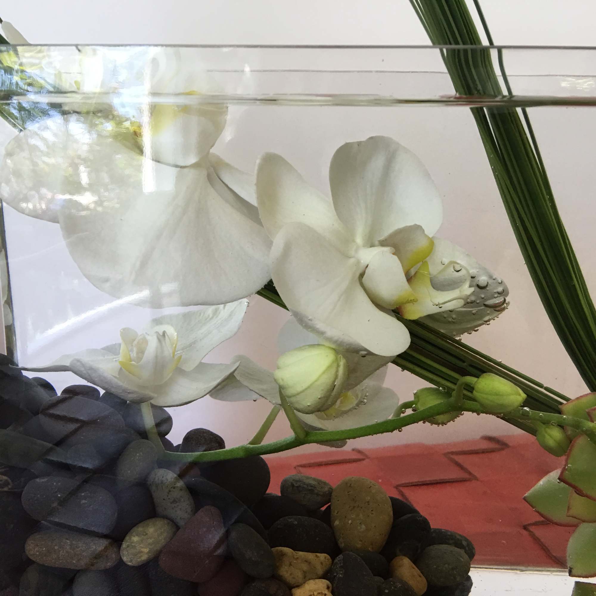 Nice moder succulent and orchid arrangement sumarge in water giving this arrangement
