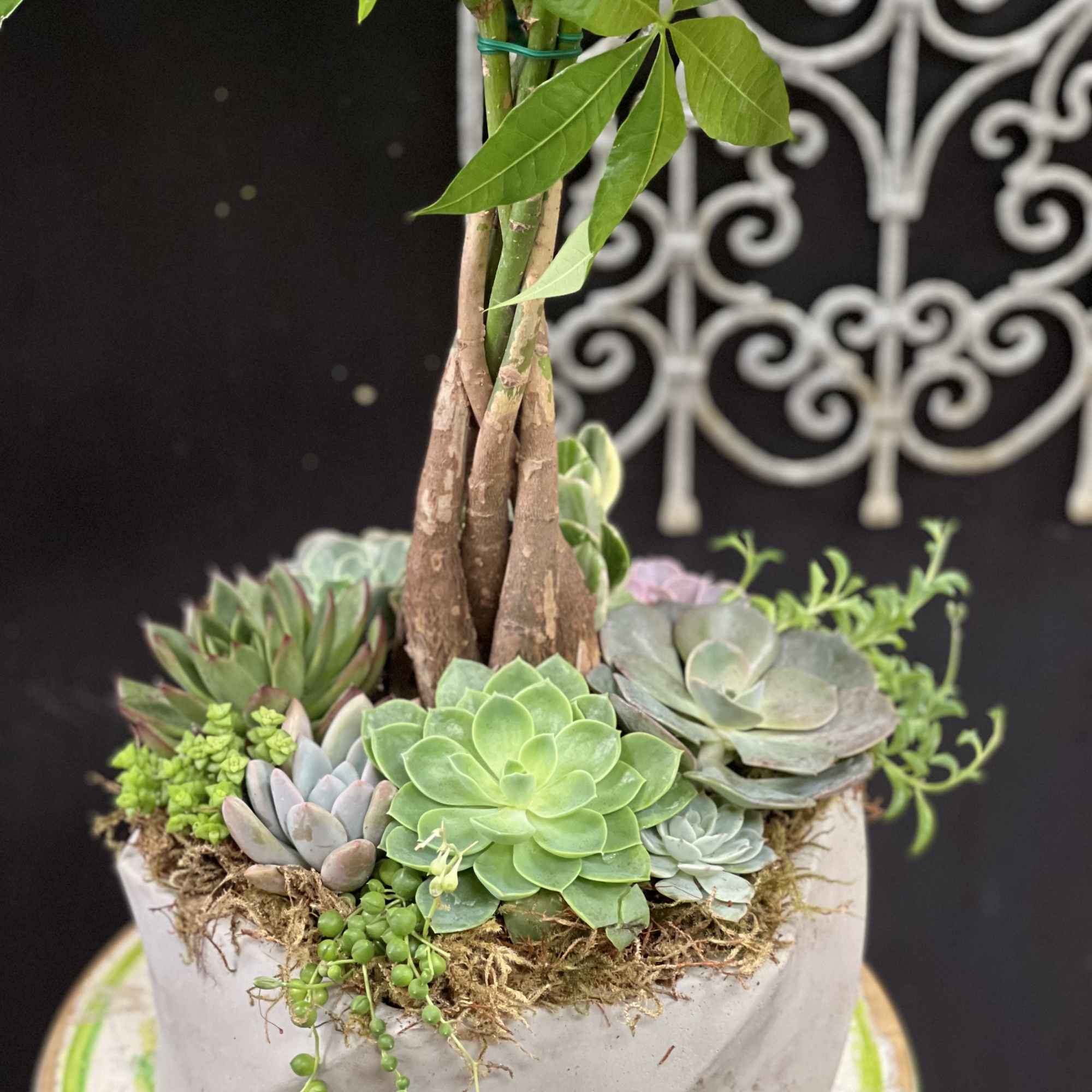 This is Chinese money tree Arranged with the succulents in stoned Container