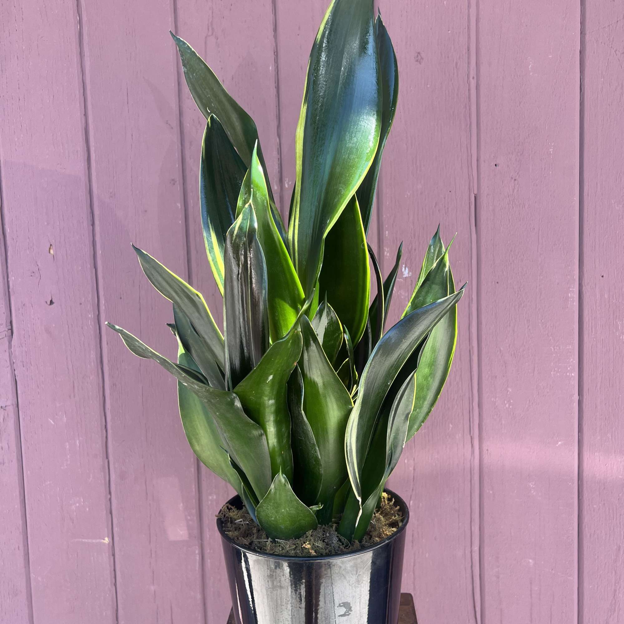 Sansevieria Plant in a pot. This Plants are said to improve air