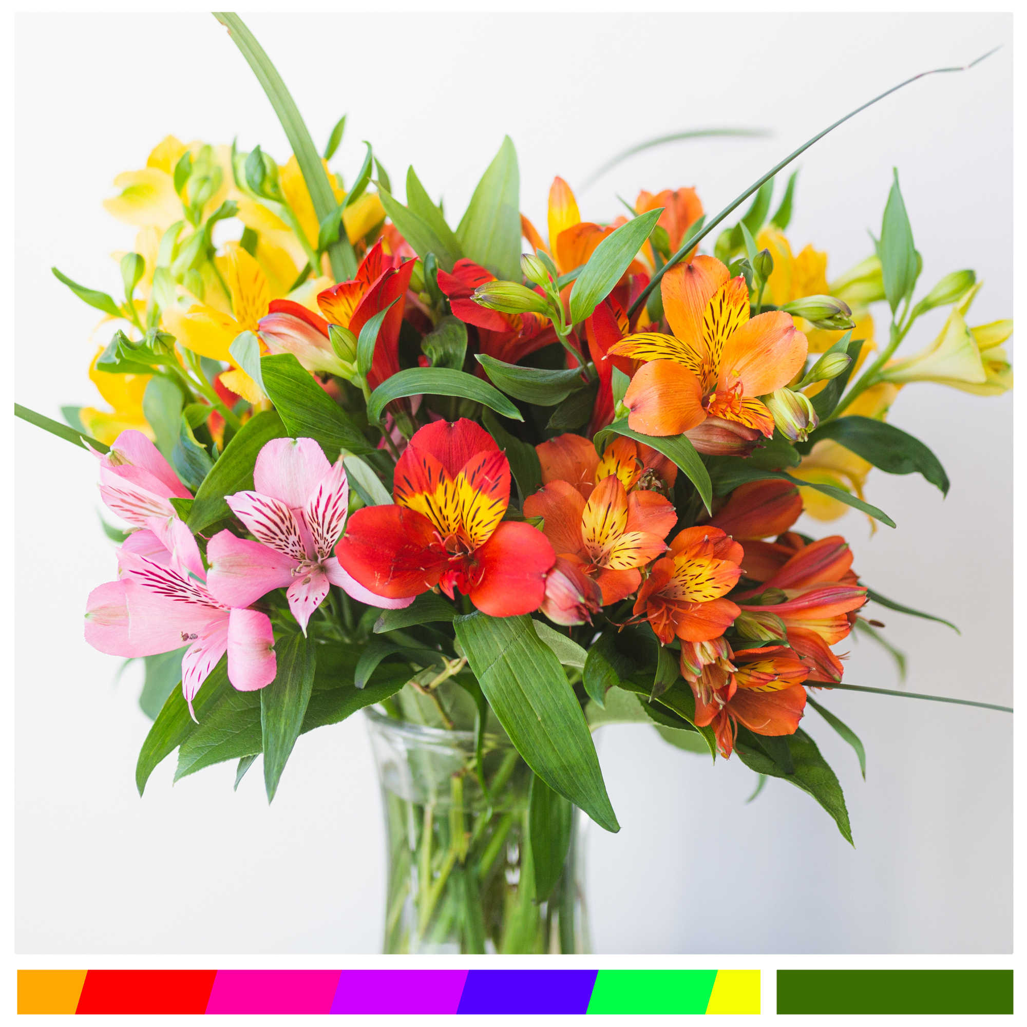 A rainbow of premium alstroemeria, accented with lily grass and salal, in A rainbow of premium alstroemeria, accented with lily grass and salal, in