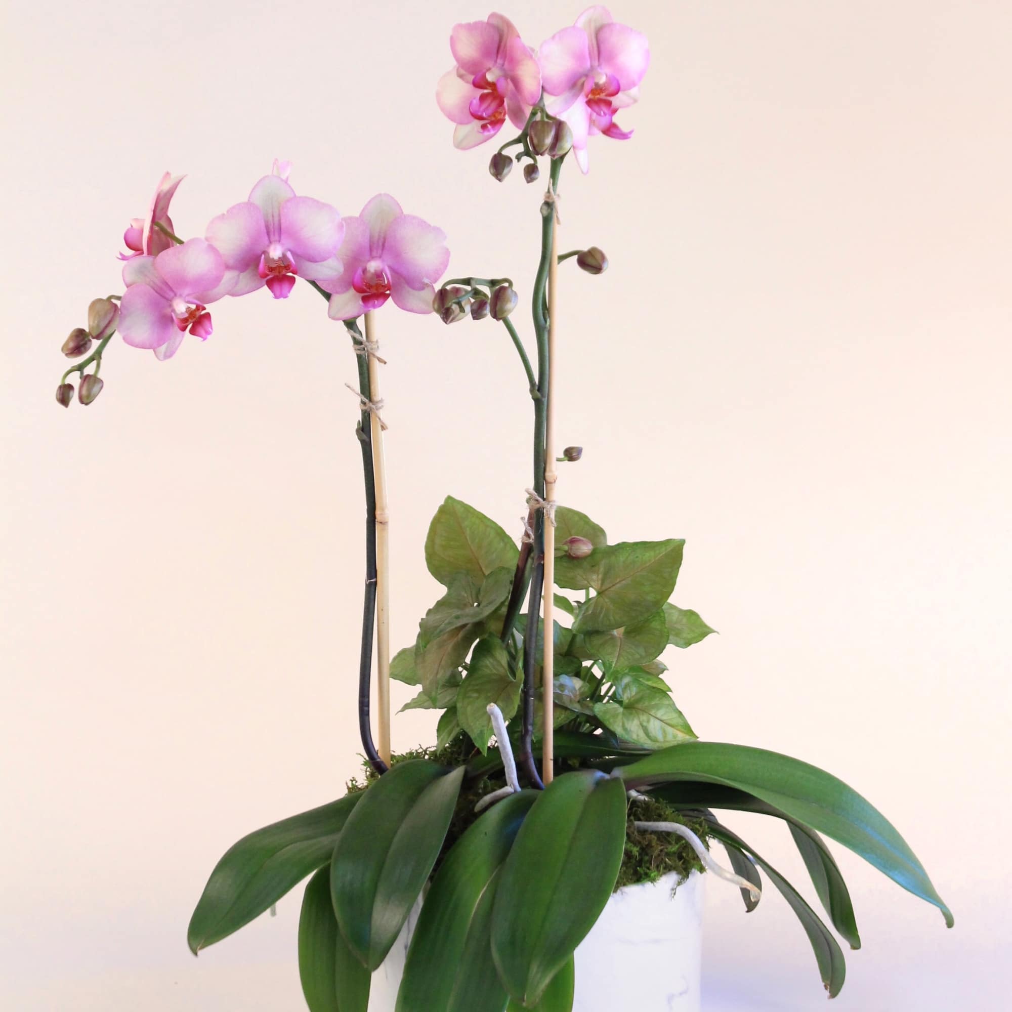 A pair of Phalaenopsis orchid plants presented in a marble ceramic pot