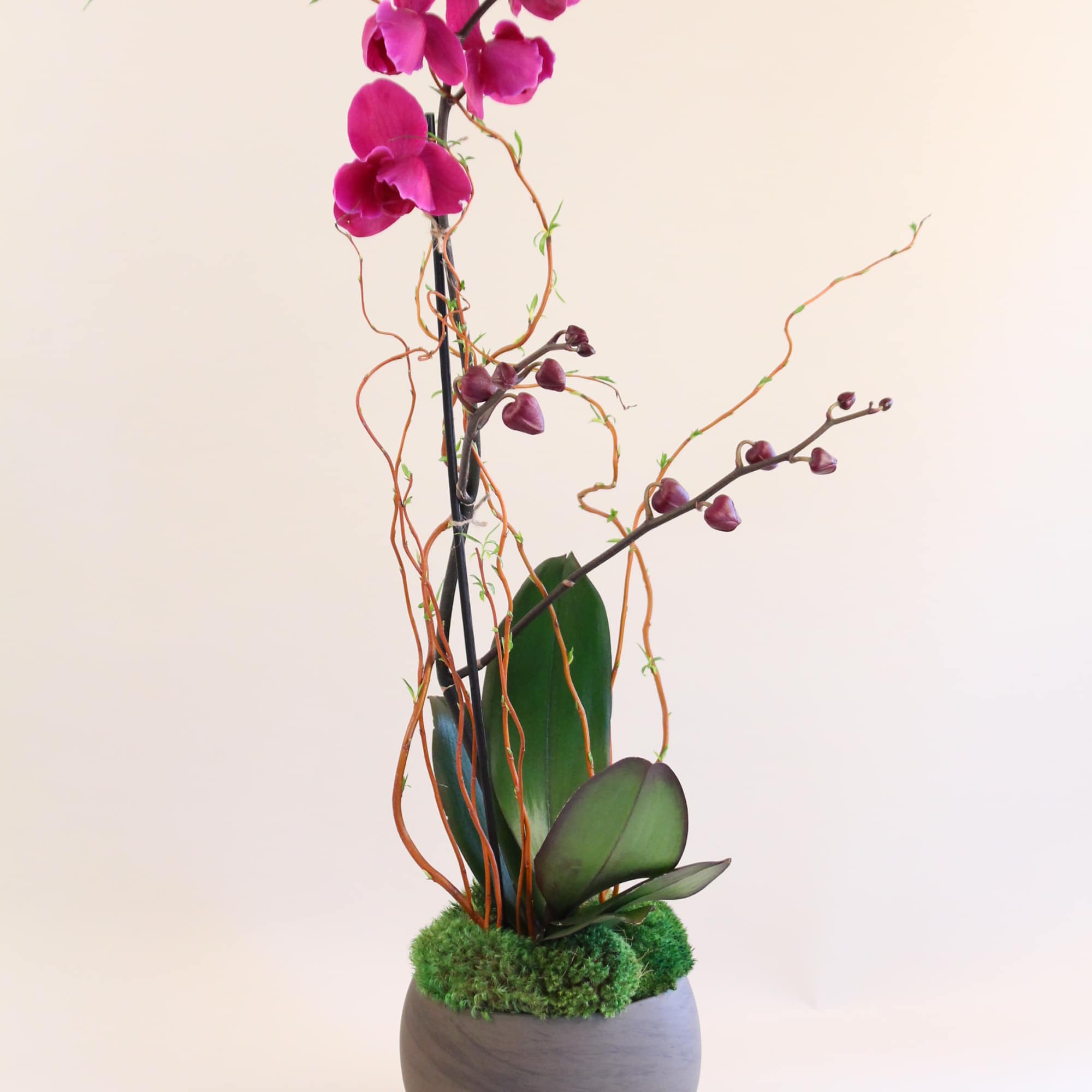 Single phalanaeopsis orchid in a ceramic pot accented with moss and curly