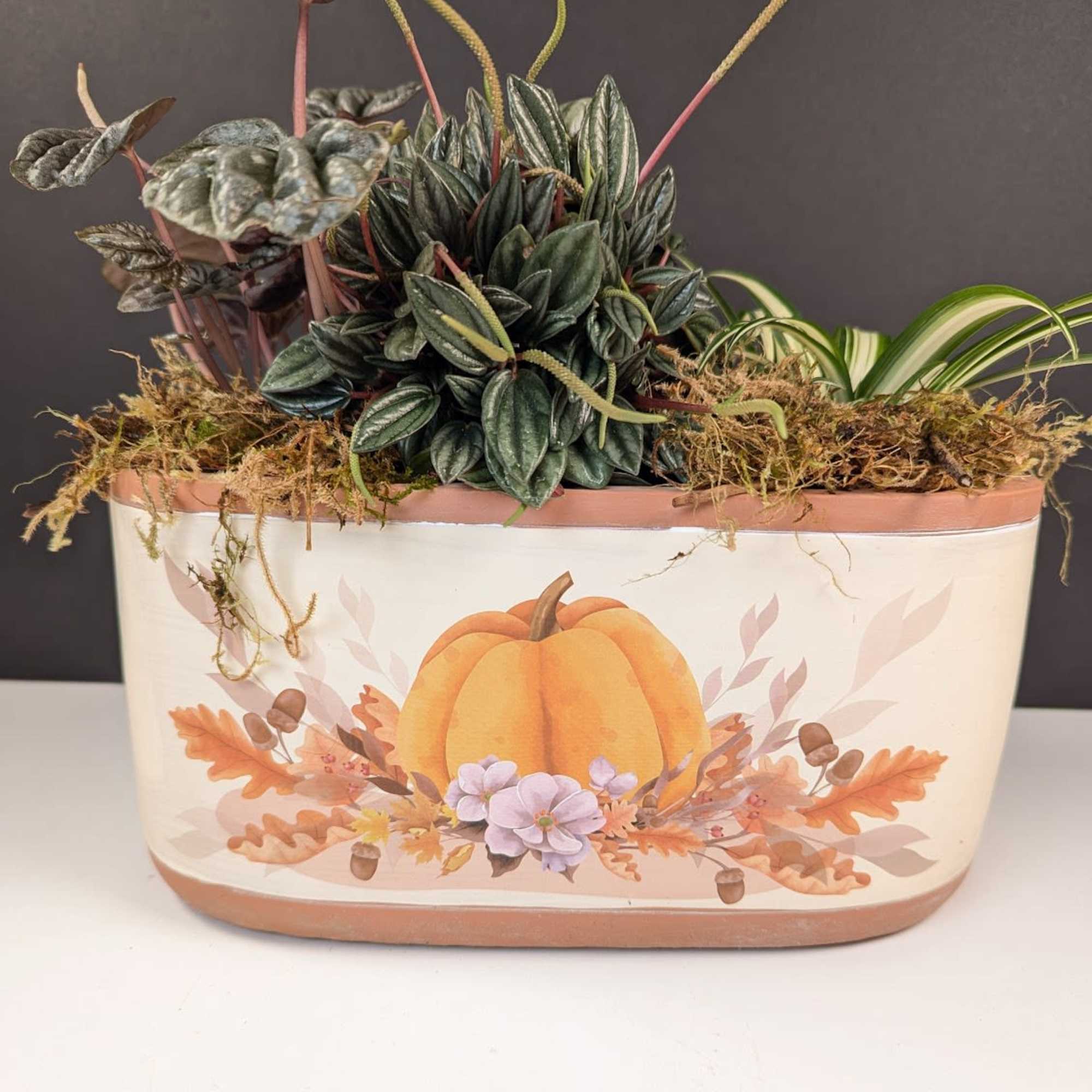 Delight in the Season with Our Pumpkin Patch Dish Garden
Celebrate the beauty Delight in the Season with Our Pumpkin Patch Dish Garden
Celebrate the beauty