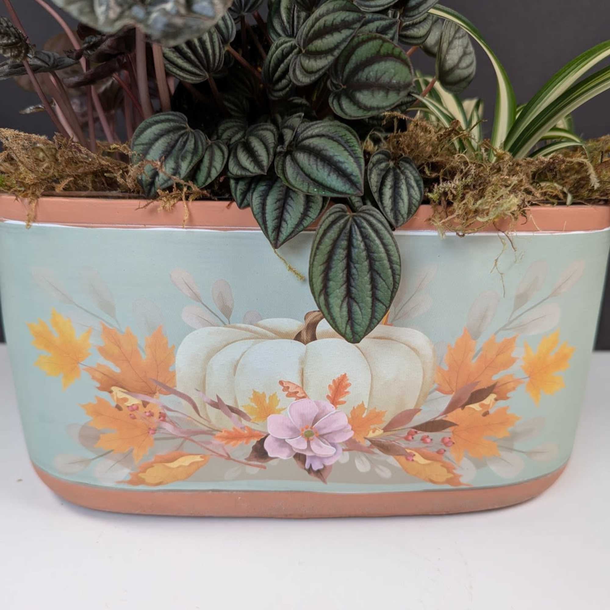 Delight in the Season with Our Pumpkin Patch Dish Garden
Celebrate the beauty Delight in the Season with Our Pumpkin Patch Dish Garden
Celebrate the beauty