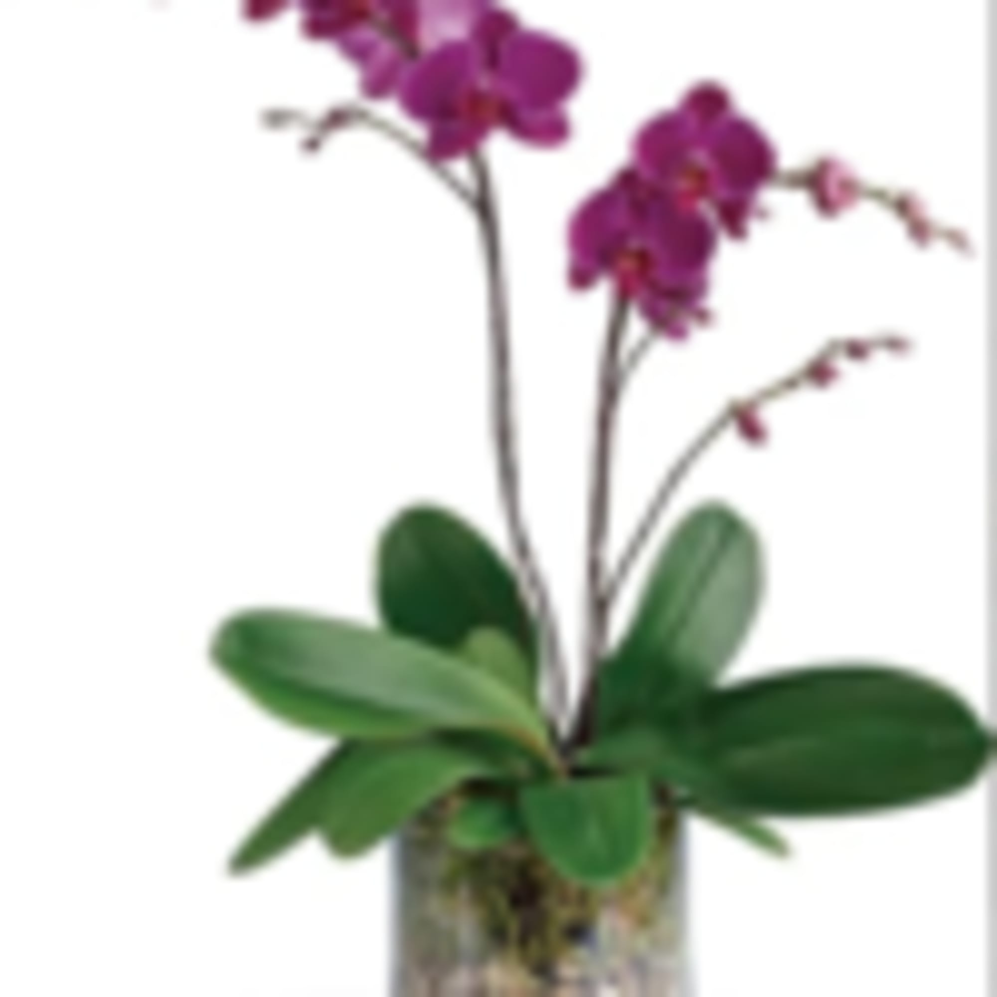 Show your gratitude for a special someone with this glorious living gift.