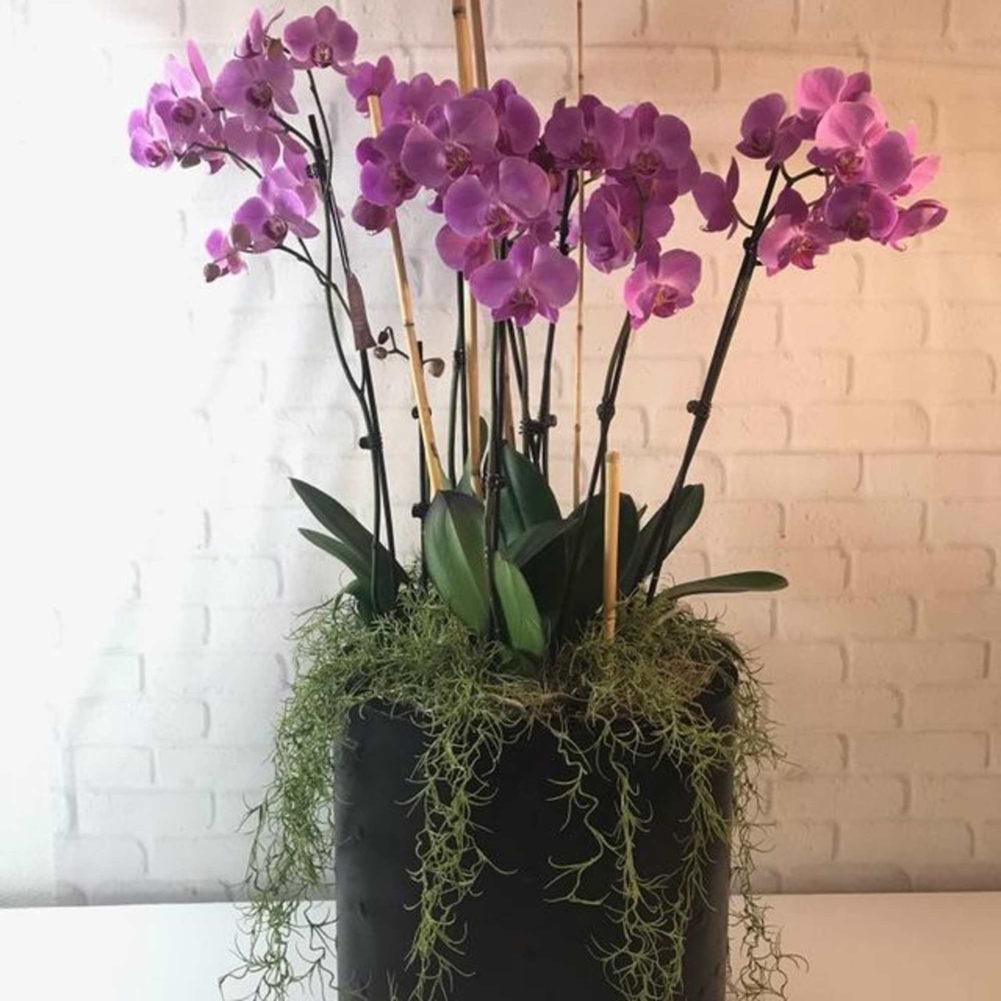 Show your gratitude for a special someone with this glorious living gift.