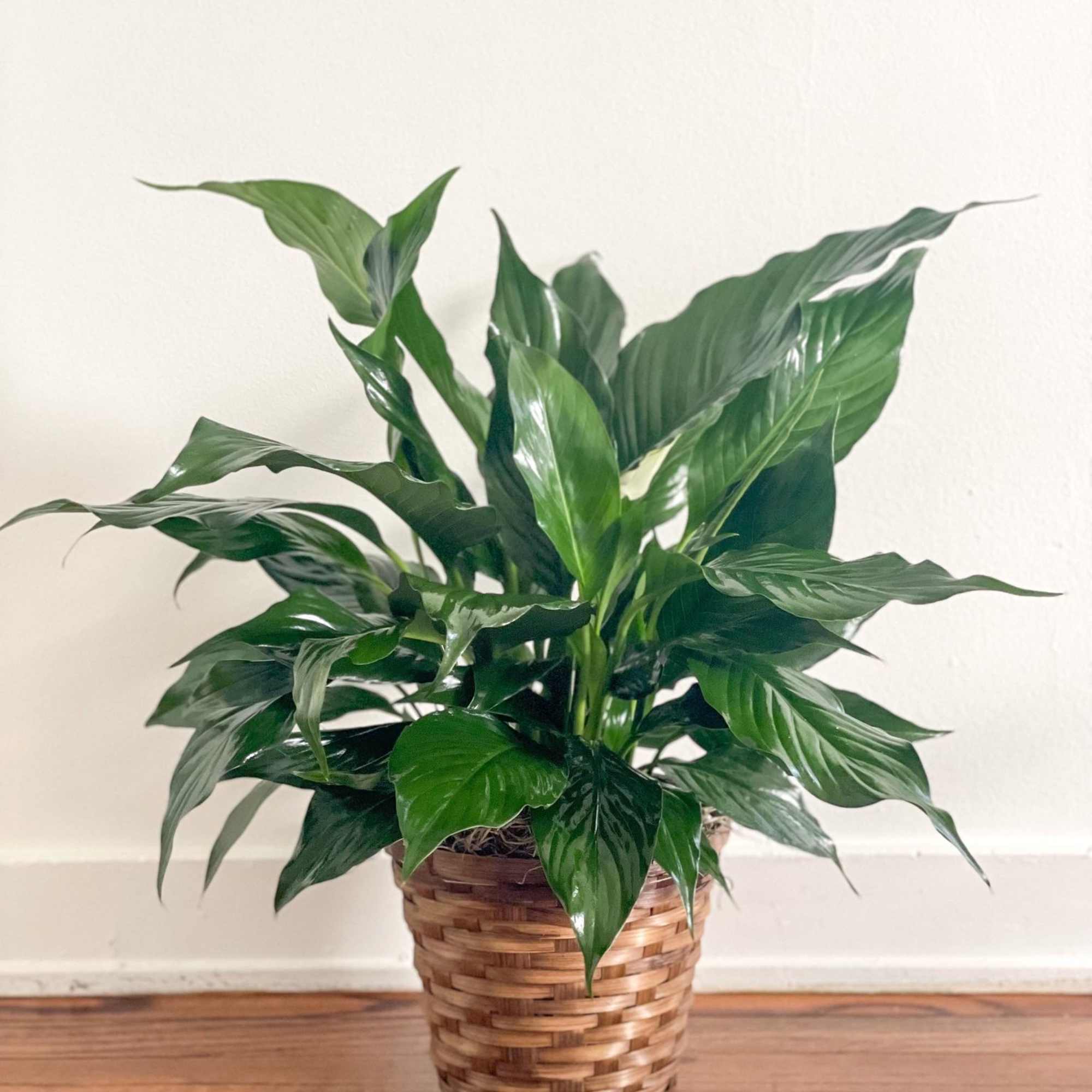 Peace lilies are a popular sympathy gift. We have them in two Peace lilies are a popular sympathy gift. We have them in two
