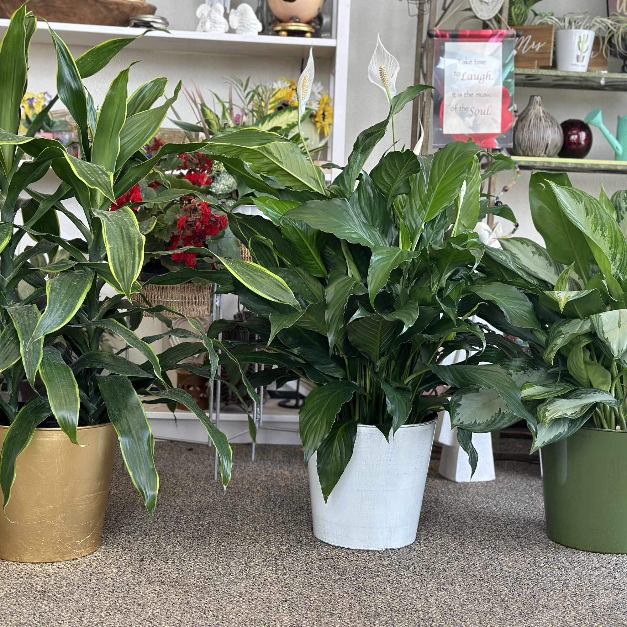 A lush, green floor plant in an 8 inch wicker basket or A lush, green floor plant in an 8 inch wicker basket or