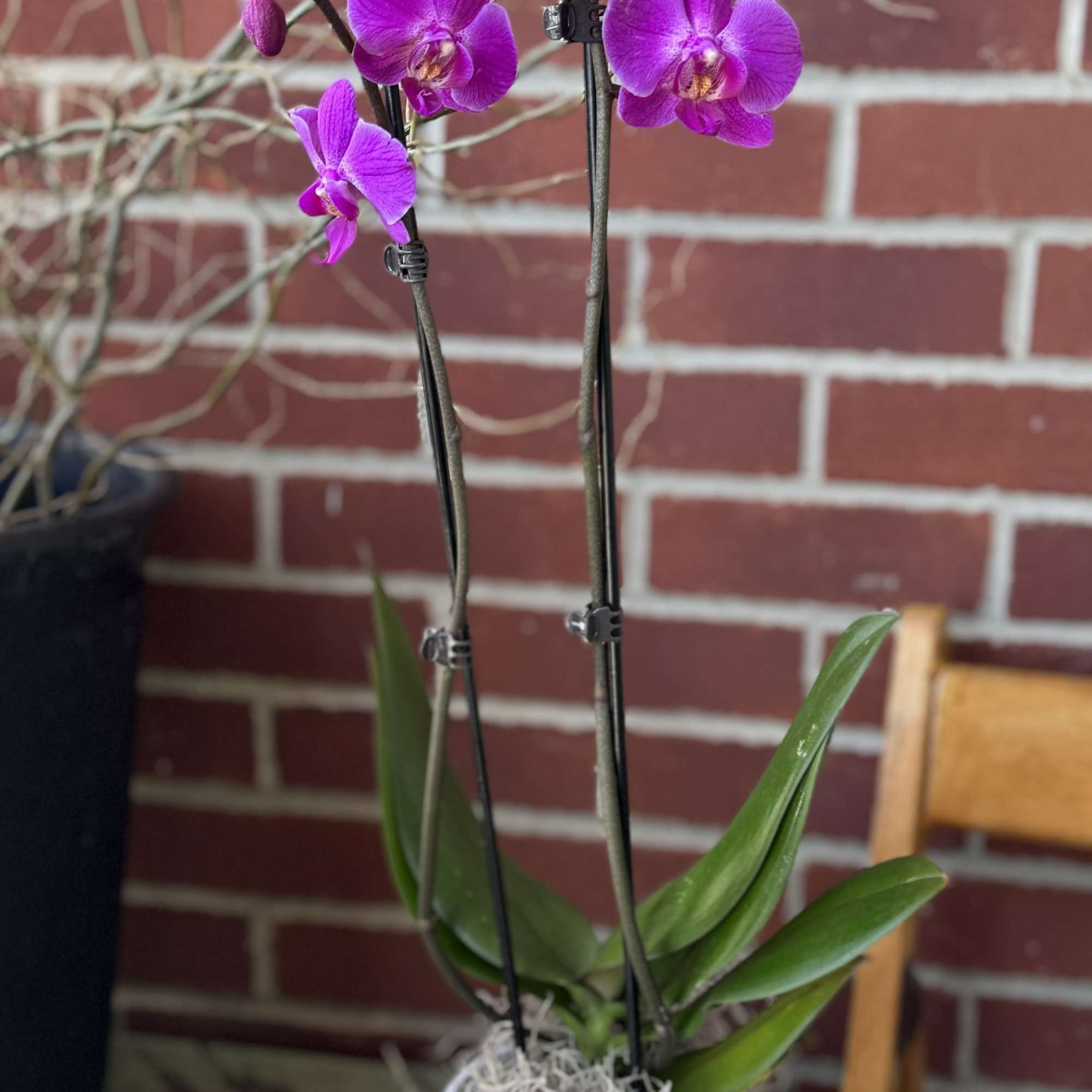 (Local Only- delivery or pick up) 
They&rsquo;ll be tickled pink for sure