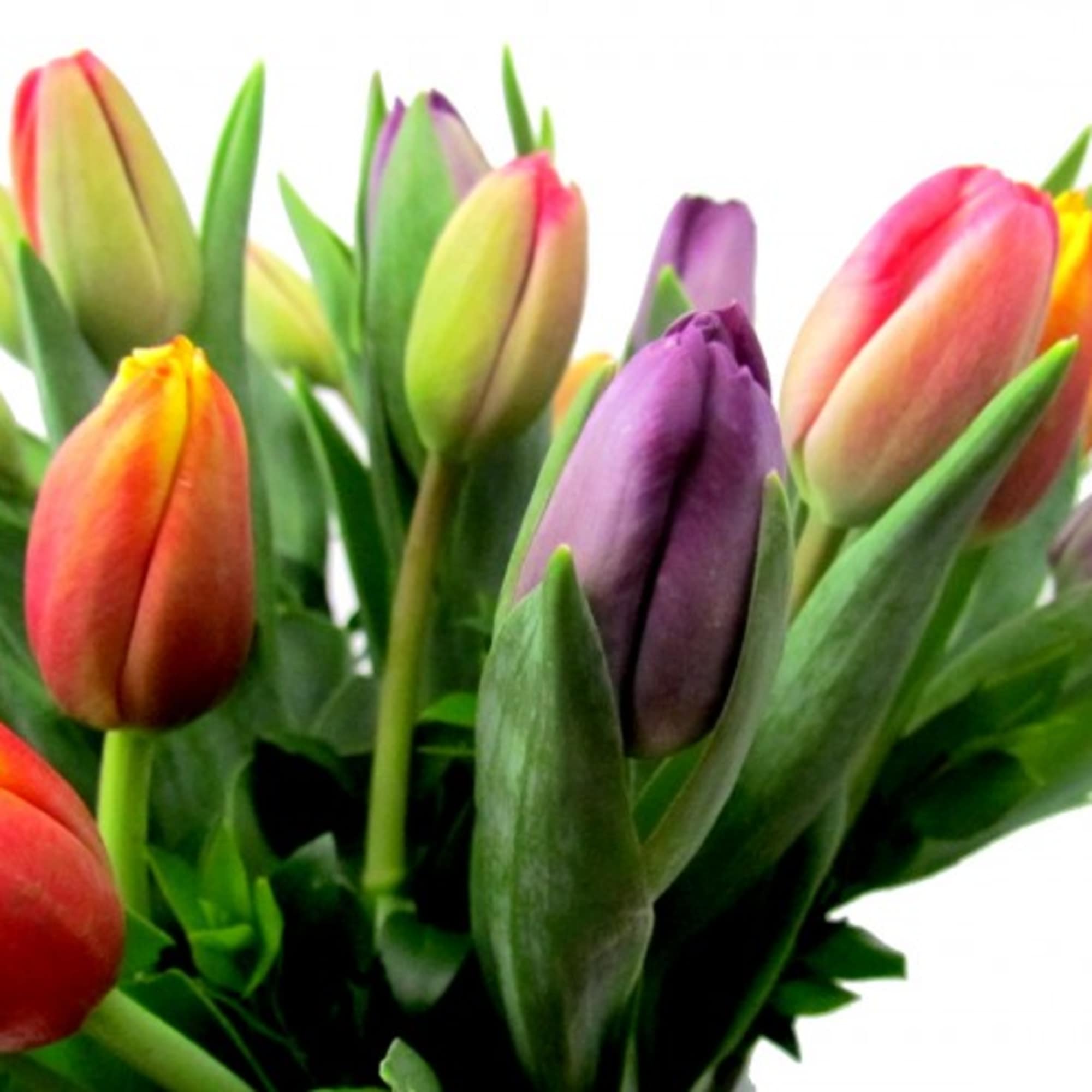 Splash of Color Tulip Bouquet &ndash; Fresh, Colorful &amp; Hand-Arranged

Brighten any space