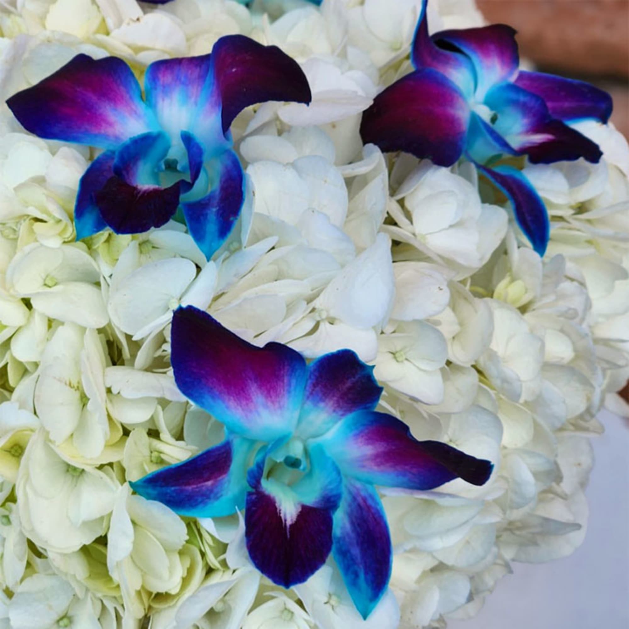 Seaside Floral Arrangement &ndash; Hydrangeas &amp; Blue Orchids

Bring the calming beauty of