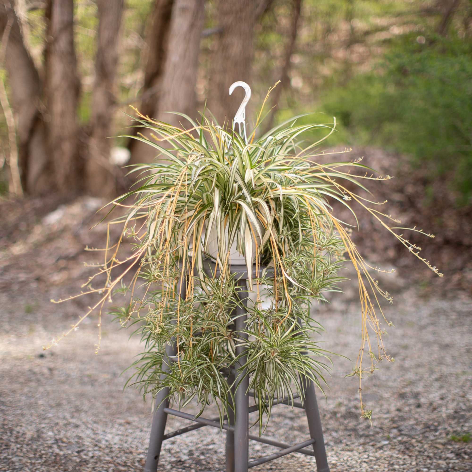 8 inch hanging plants. Low maintenance indoor natural air purifying plants. Varieties