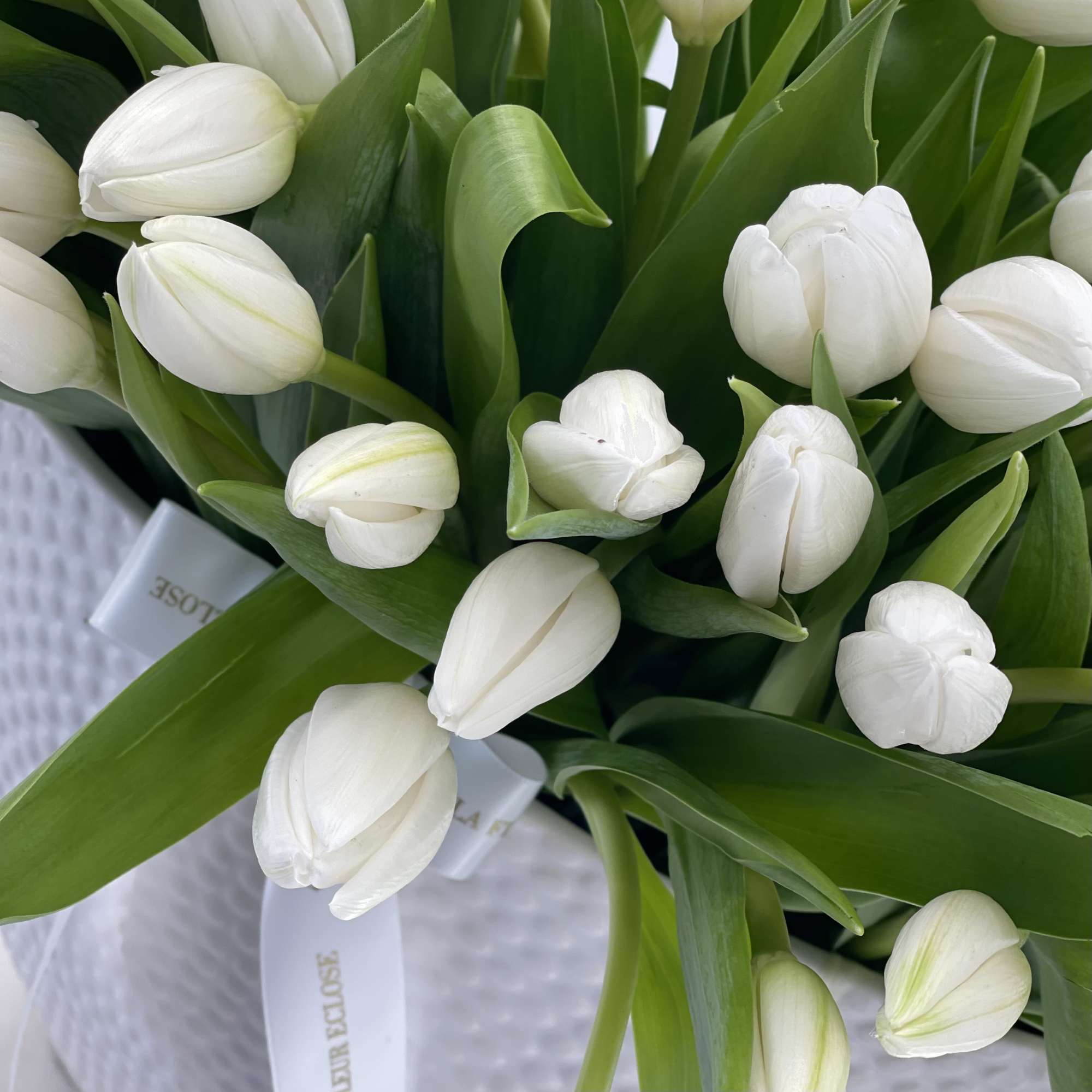 White tulips in a white ceramic vase  White tulips in a white ceramic vase