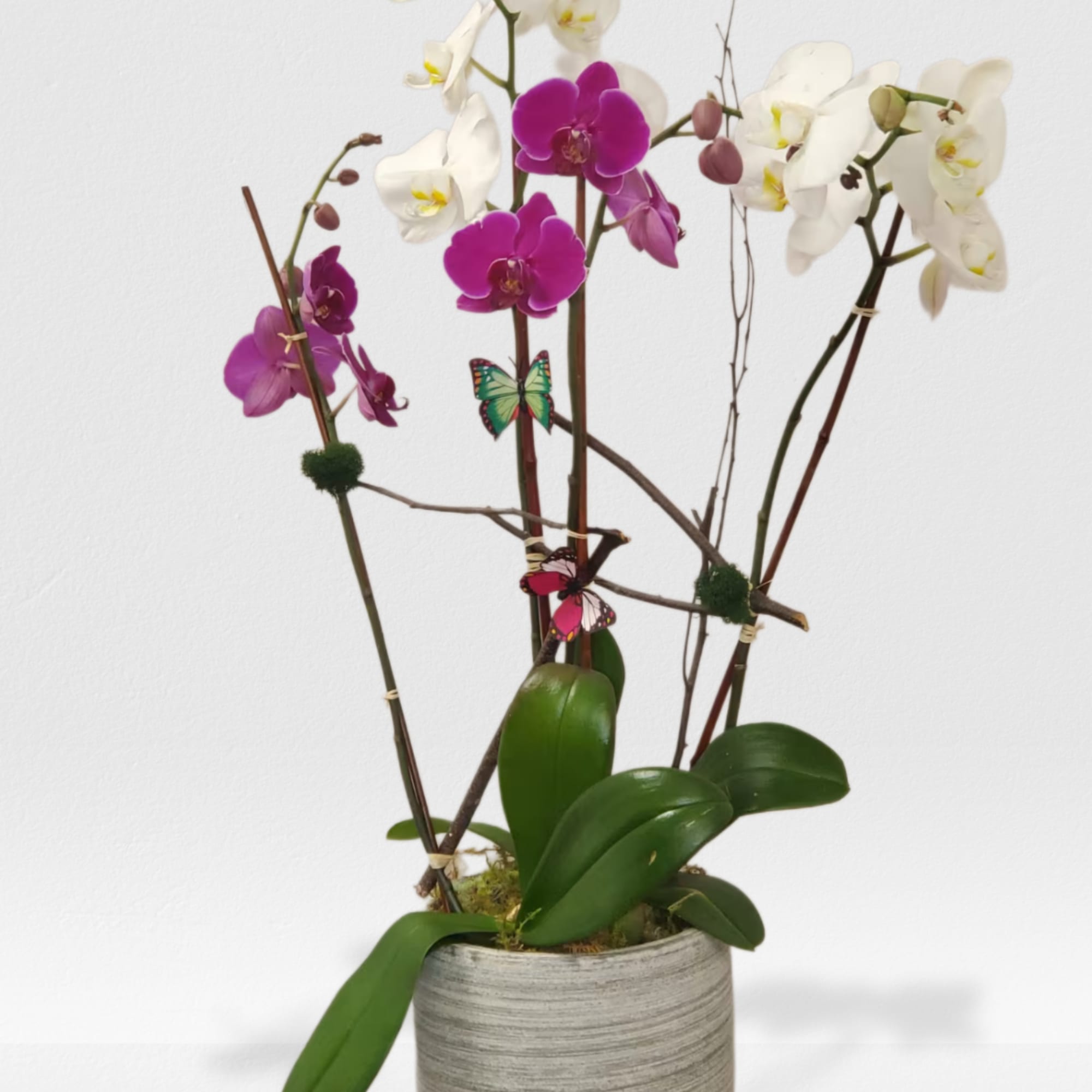 Sophisticated orchid plant in a nice container 
NOTICE CONTAINER MAY BE DIFFERENT