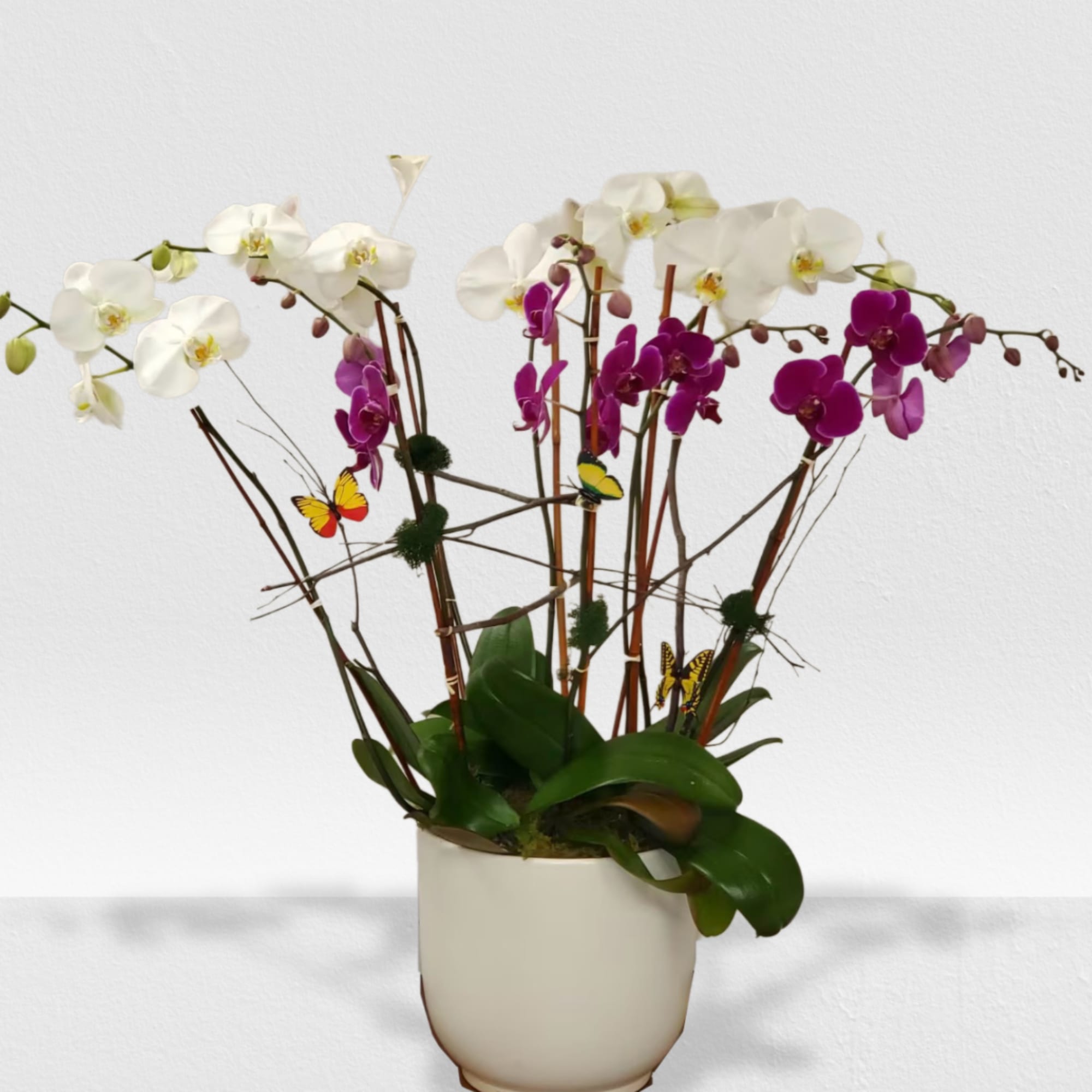 Sophisticated orchid plant in a nice container 
NOTICE CONTAINER MAY BE DIFFERENT