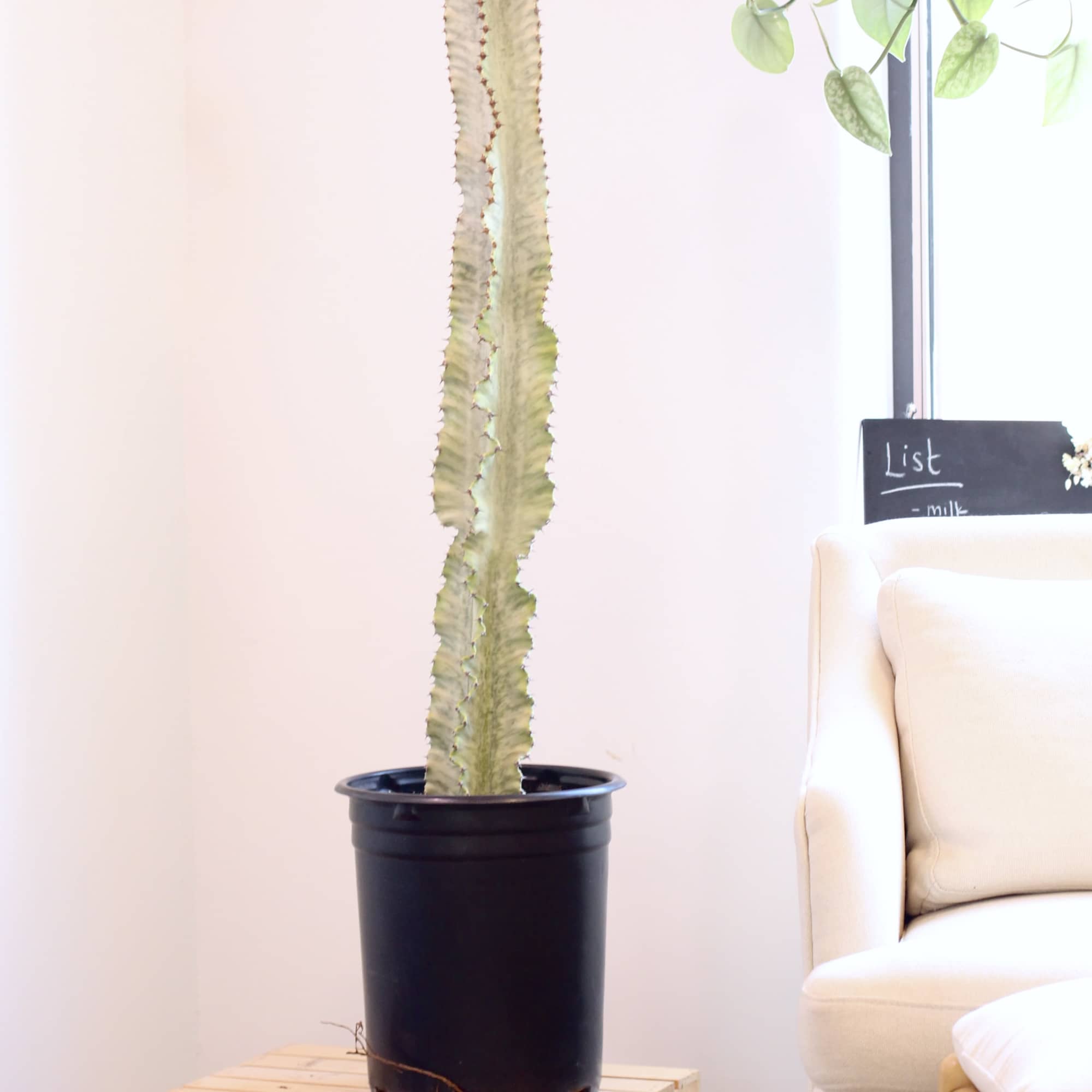 Standing at 47 inches tall, this Euphorbia Ammak dragon bone is a