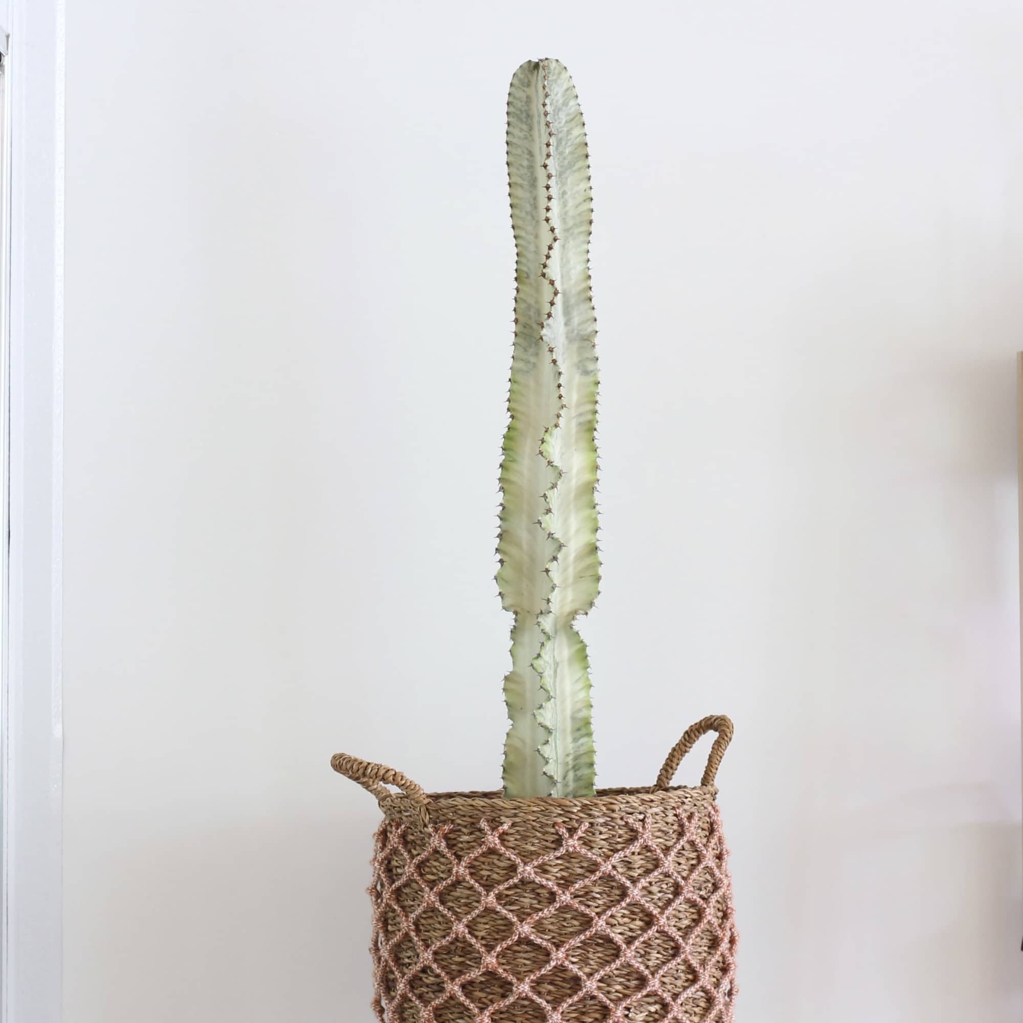 Standing at 47 inches tall, this Euphorbia Ammak dragon bone is a