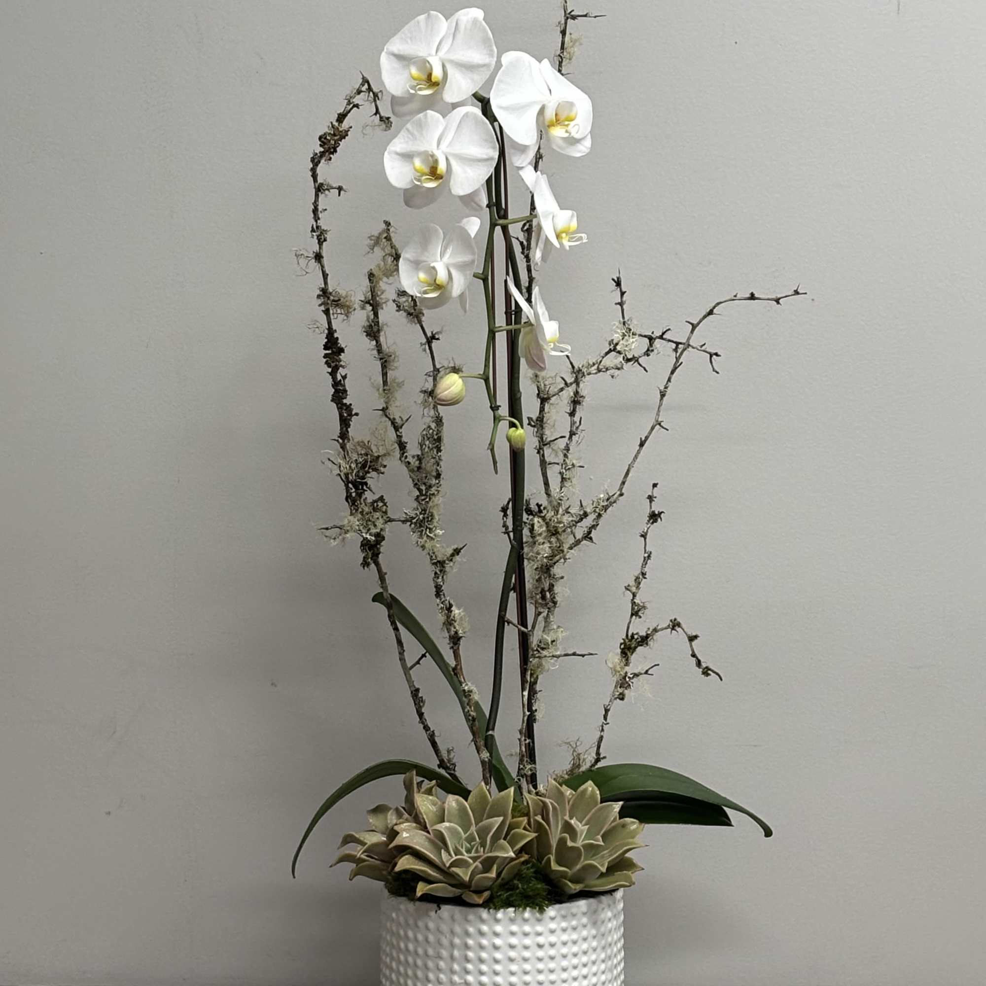 White Phalaenopsis Orchid plant with Manzanita branches, succulents and moss in a
