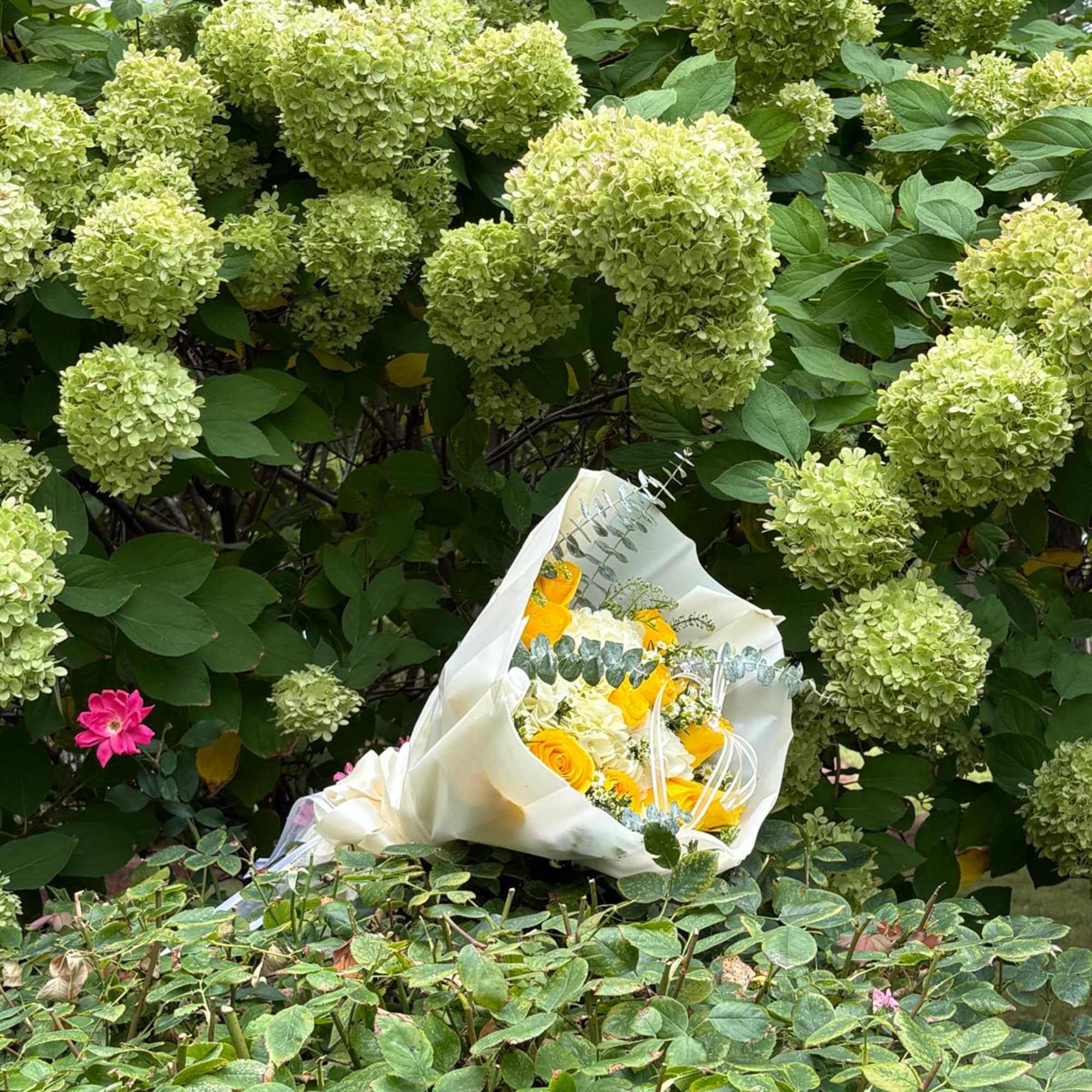 September 21st
A radiant bouquet composed of 15 yellow roses symbolizing joy, optimism