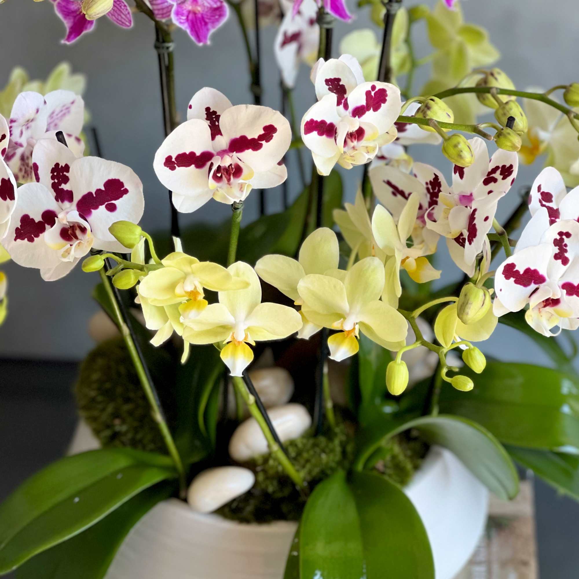 Our colorful Mini Spike Orchids came just in time for the warming