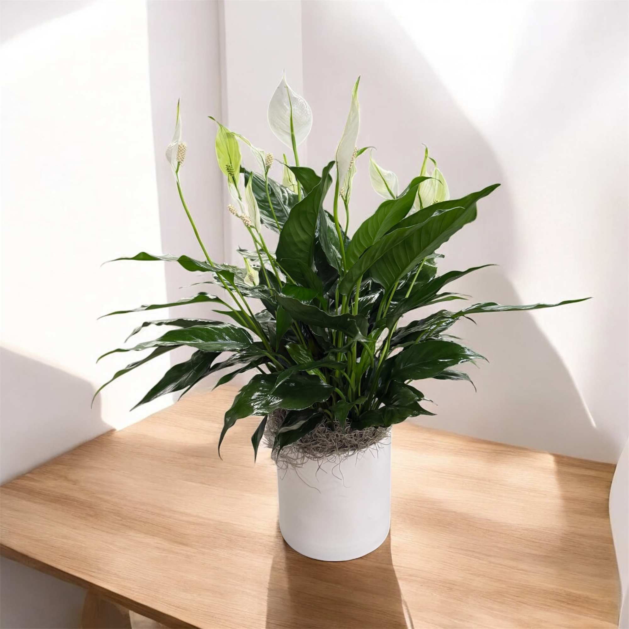 Our Peace lily, or Spathiphyllum, is a graceful and elegant indoor plant