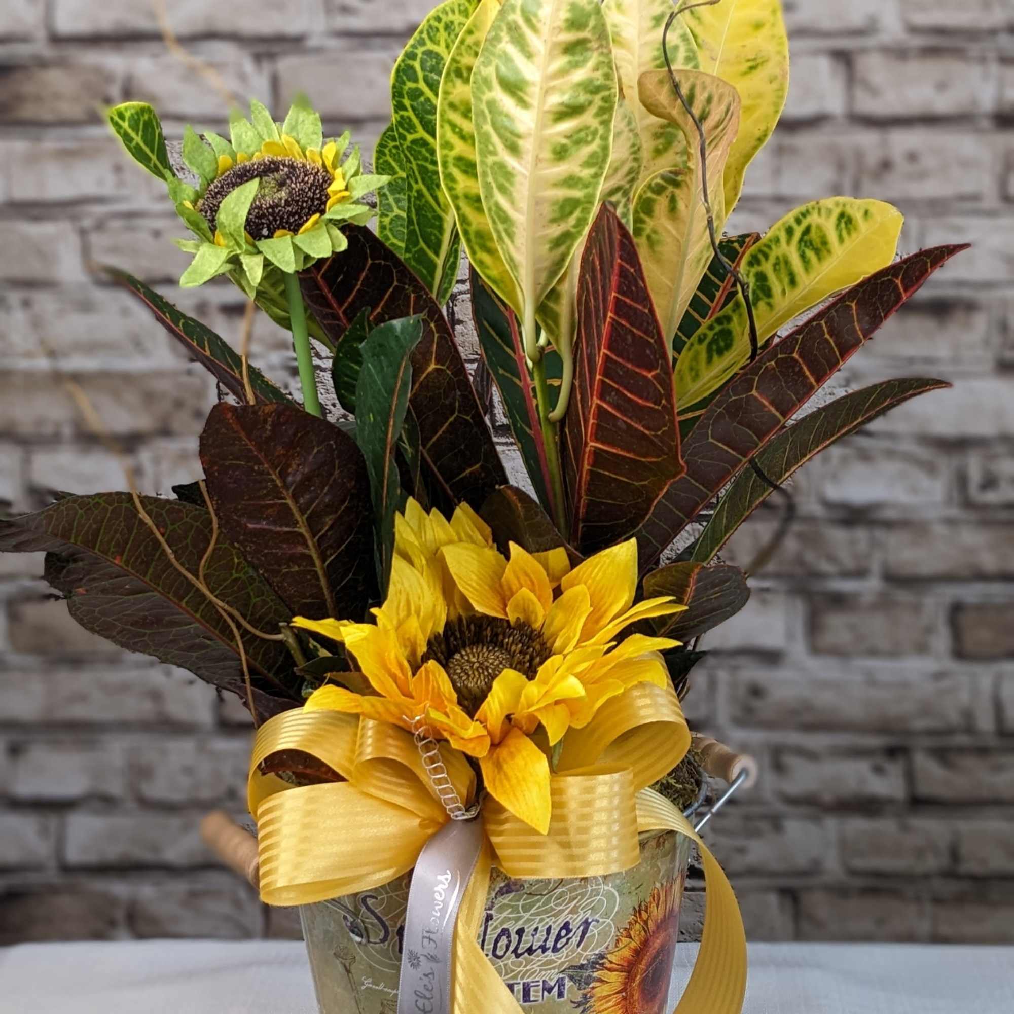 Croton plants feature glossy, leathery leaves that are typically large and come Croton plants feature glossy, leathery leaves that are typically large and come