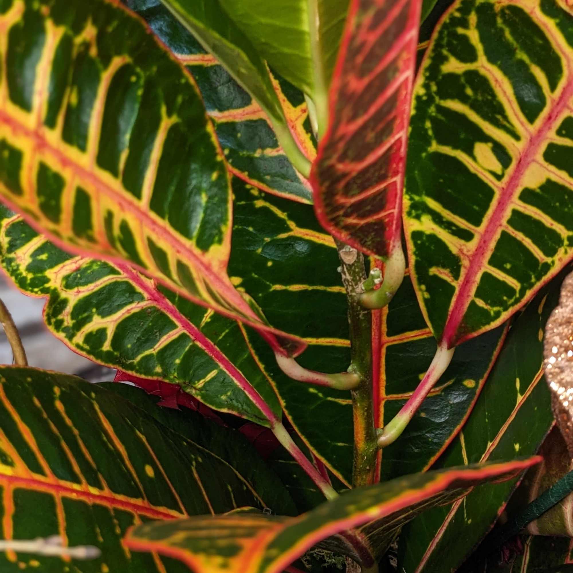 Croton plants feature glossy, leathery leaves that are typically large and come Croton plants feature glossy, leathery leaves that are typically large and come