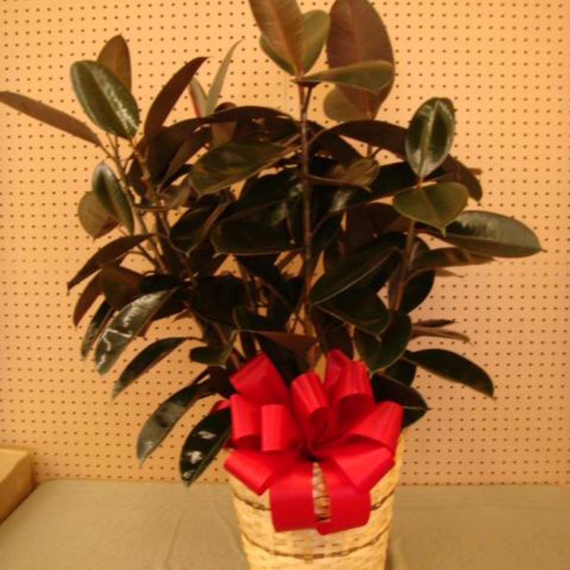 Rubber Tree  Medium In Wicker Basket With A Bow Rubber Tree  Medium In Wicker Basket With A Bow