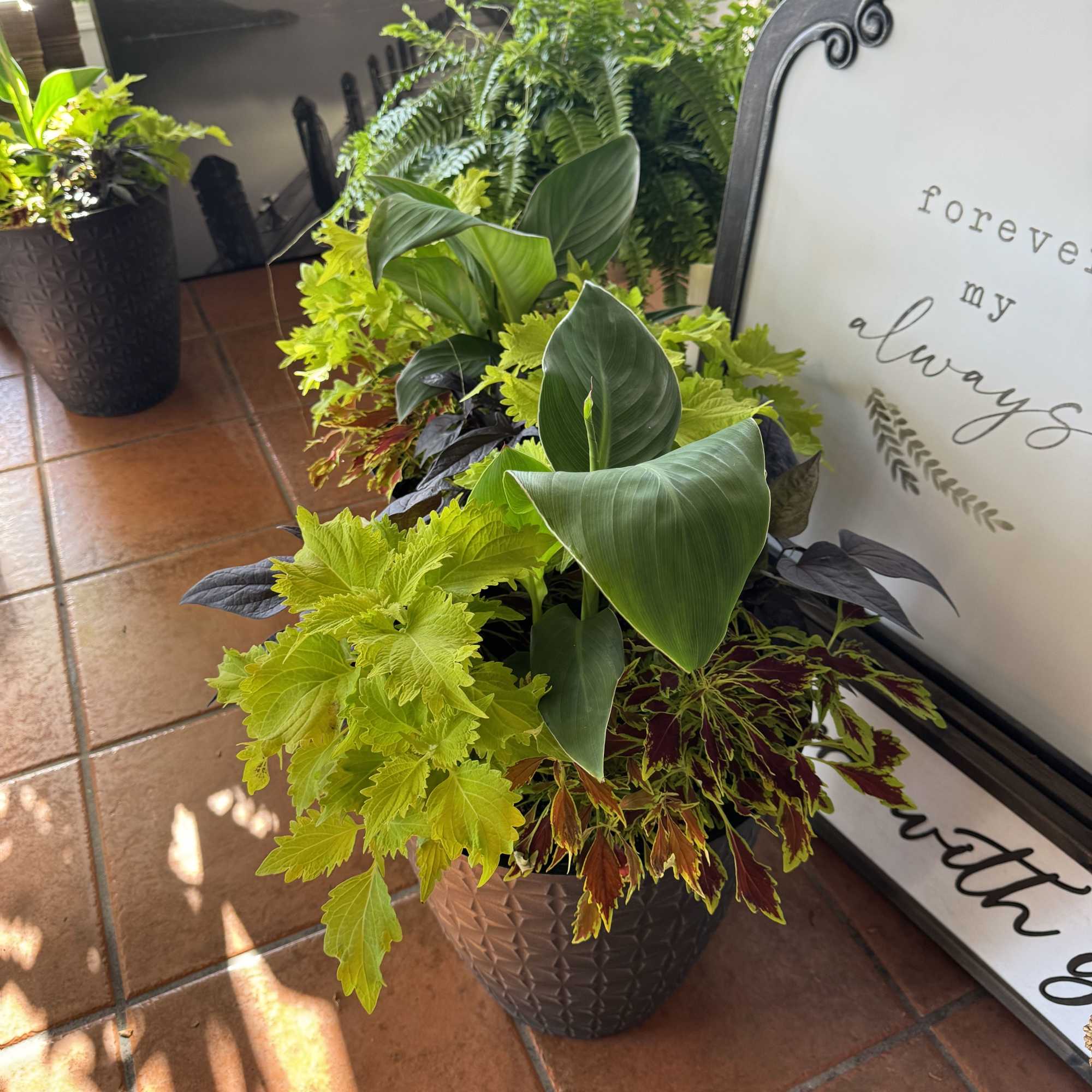 Beautiful 18&quot; tall porch pot with canna lily, potato vine and other