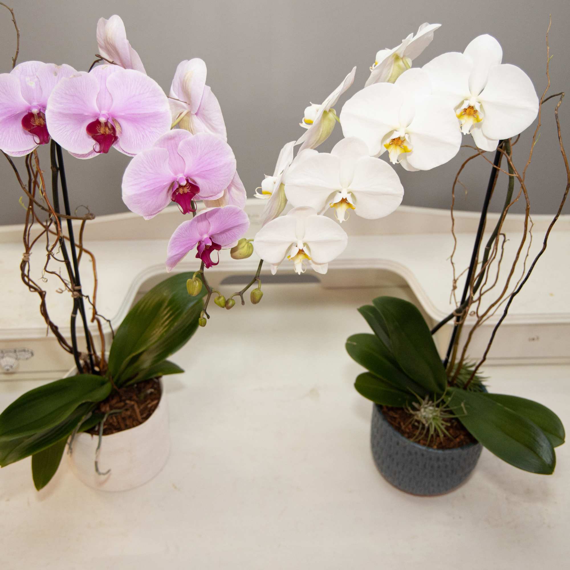 Orchid Plant Arrangement with a variety of colors displayed in a beautiful