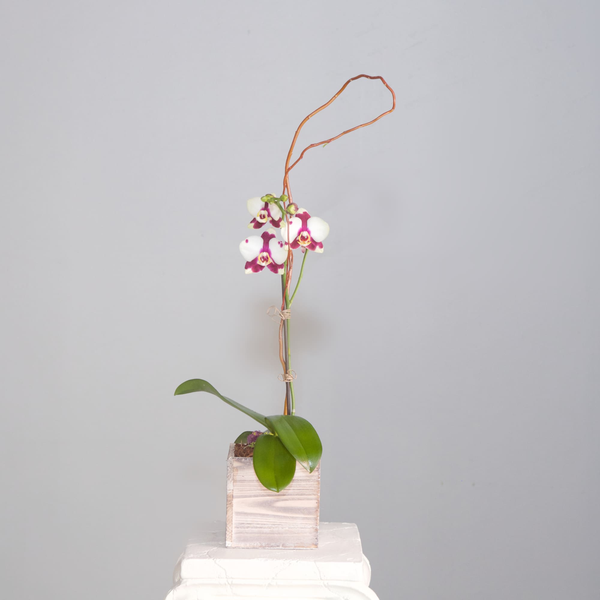 Approx. 22&quot; Tall. This contemporary design makes for a perfect house-warming, host